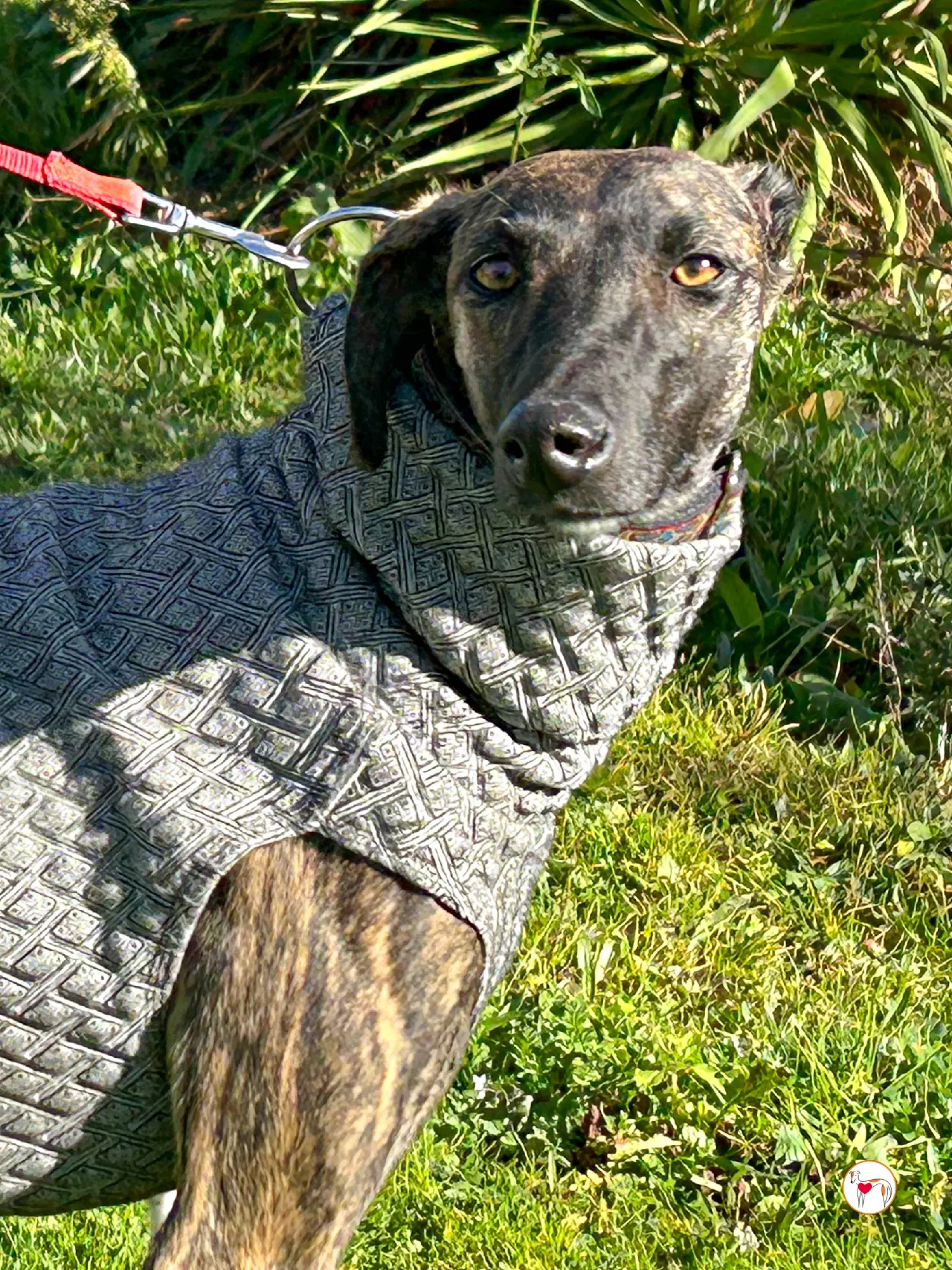 sabrina galgo adozione 04