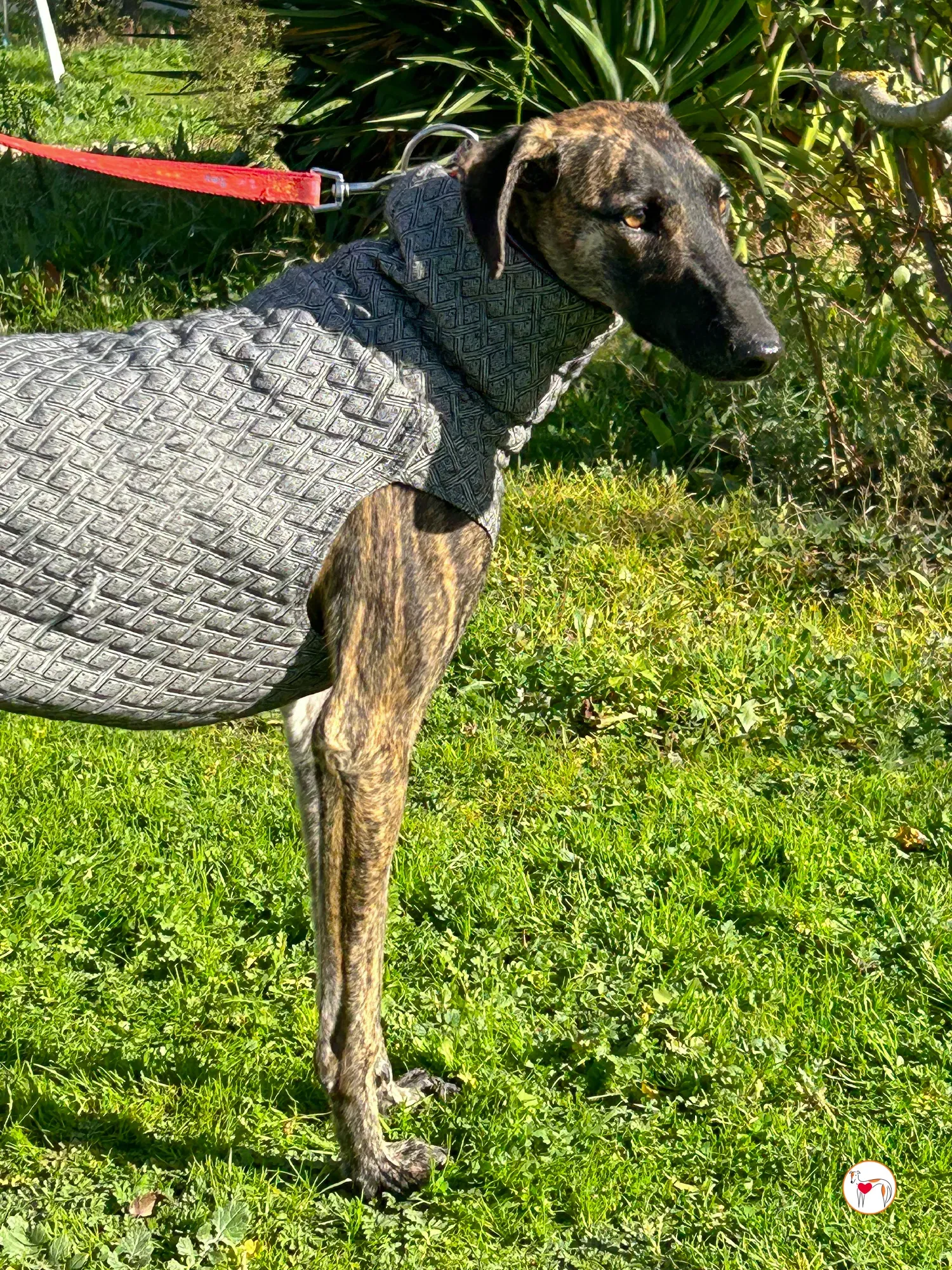 sabrina galgo adozione 05