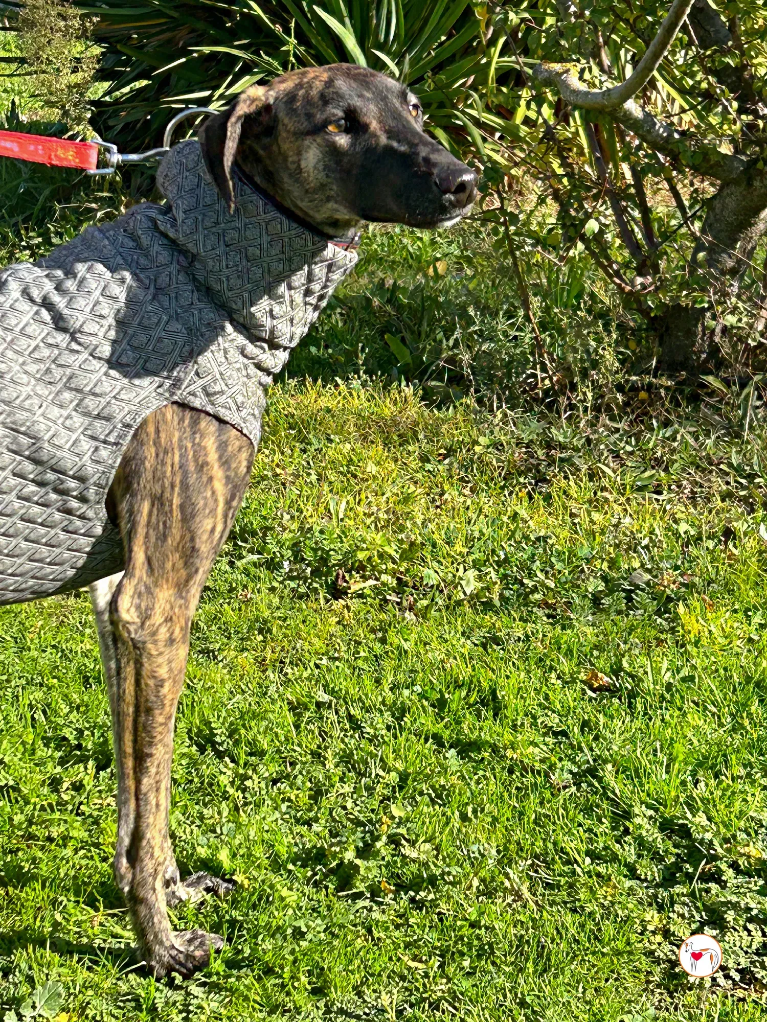 sabrina galgo adozione 06