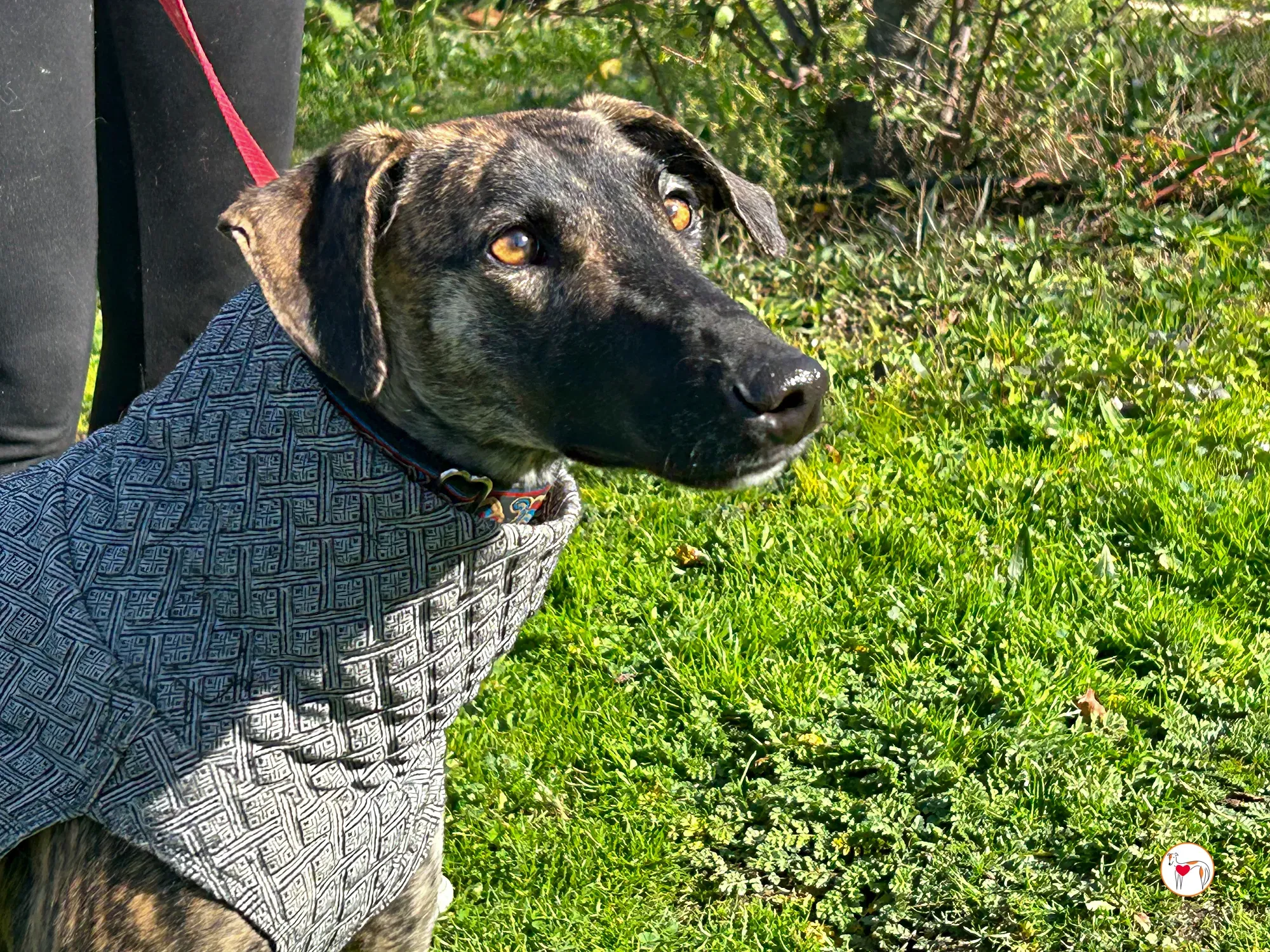 sabrina galgo adozione 07