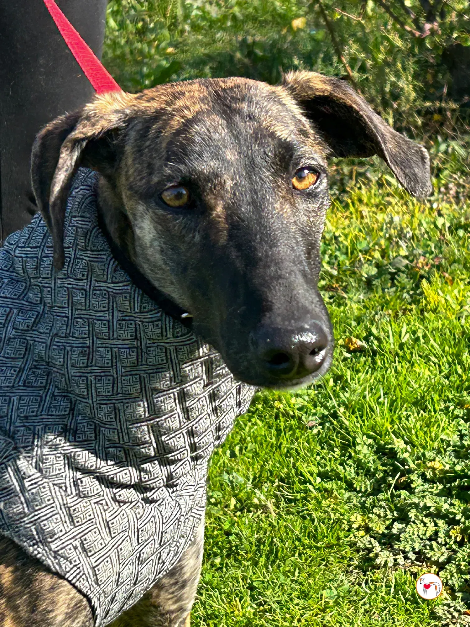 sabrina galgo adozione 08