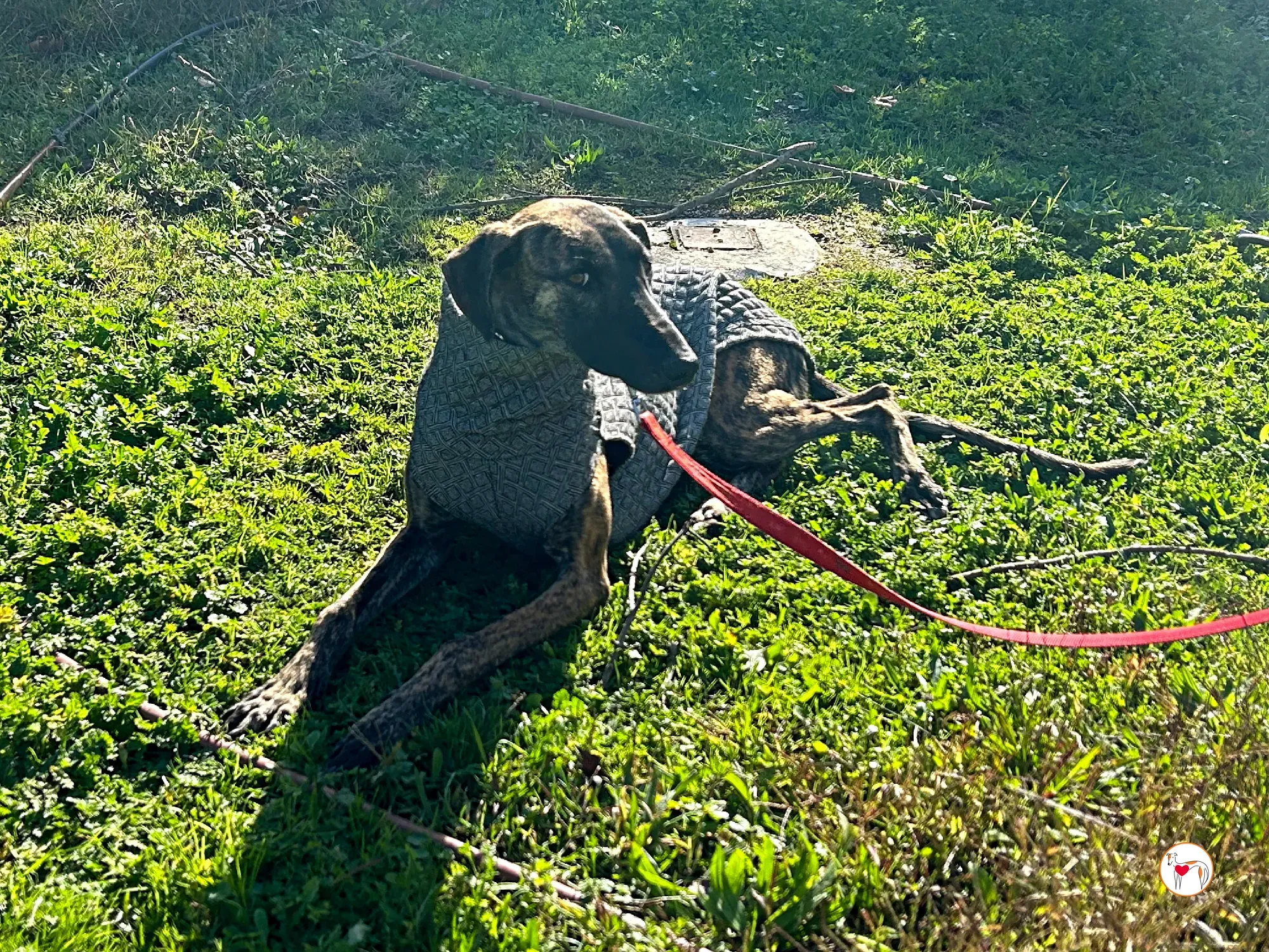 sabrina galgo adozione 09