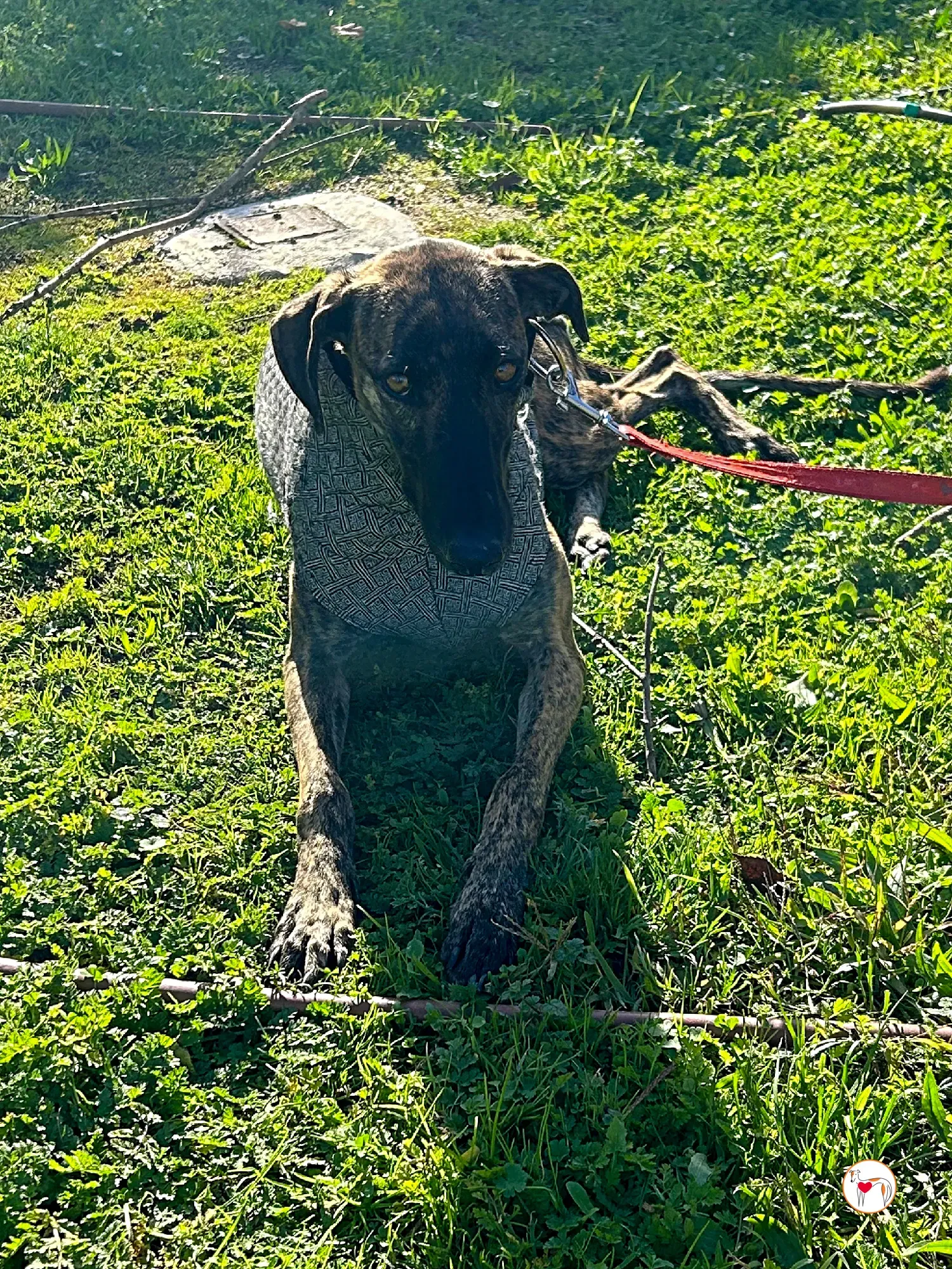 sabrina galgo adozione 10