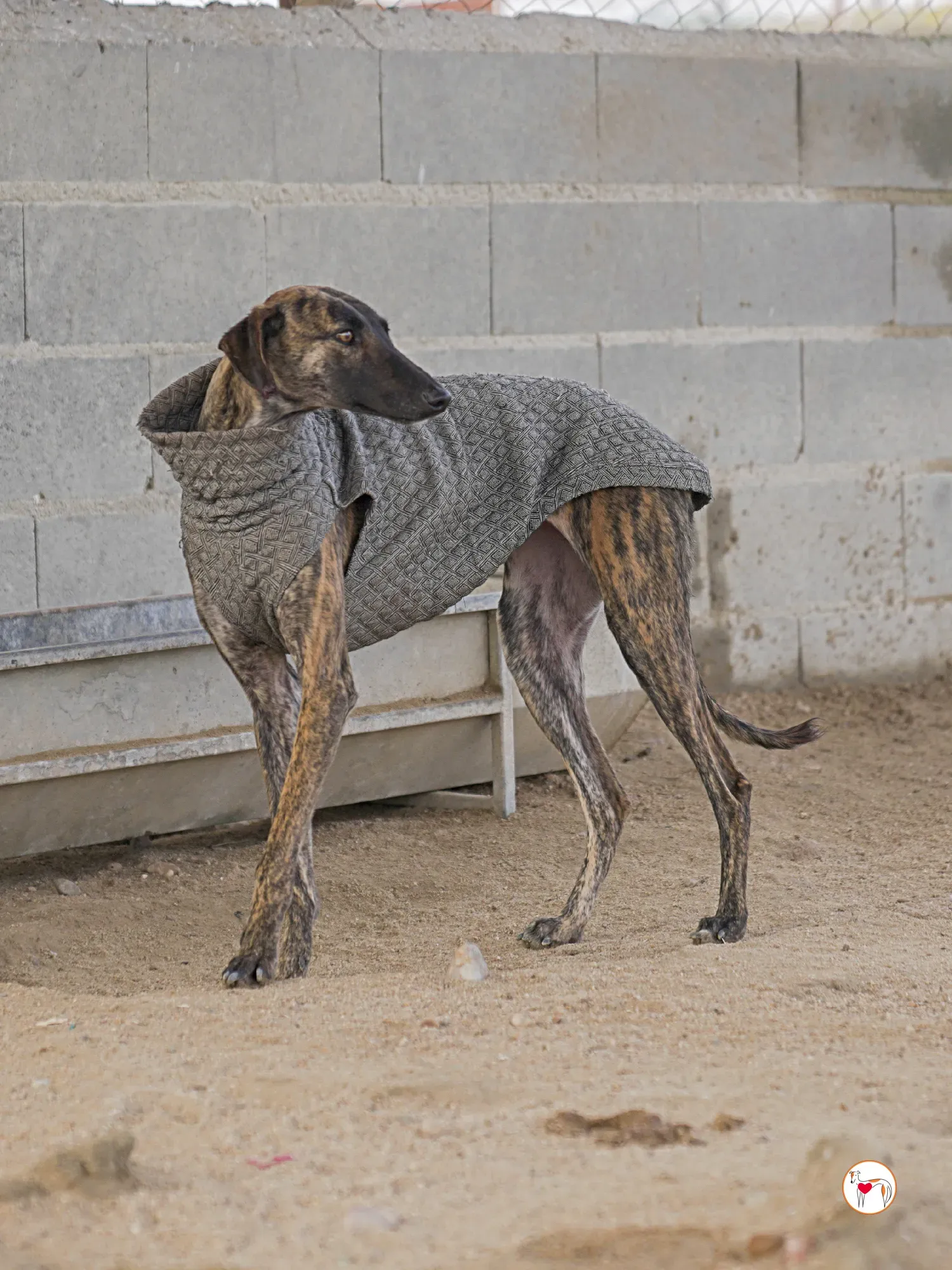 sabrina galgo adozione 11