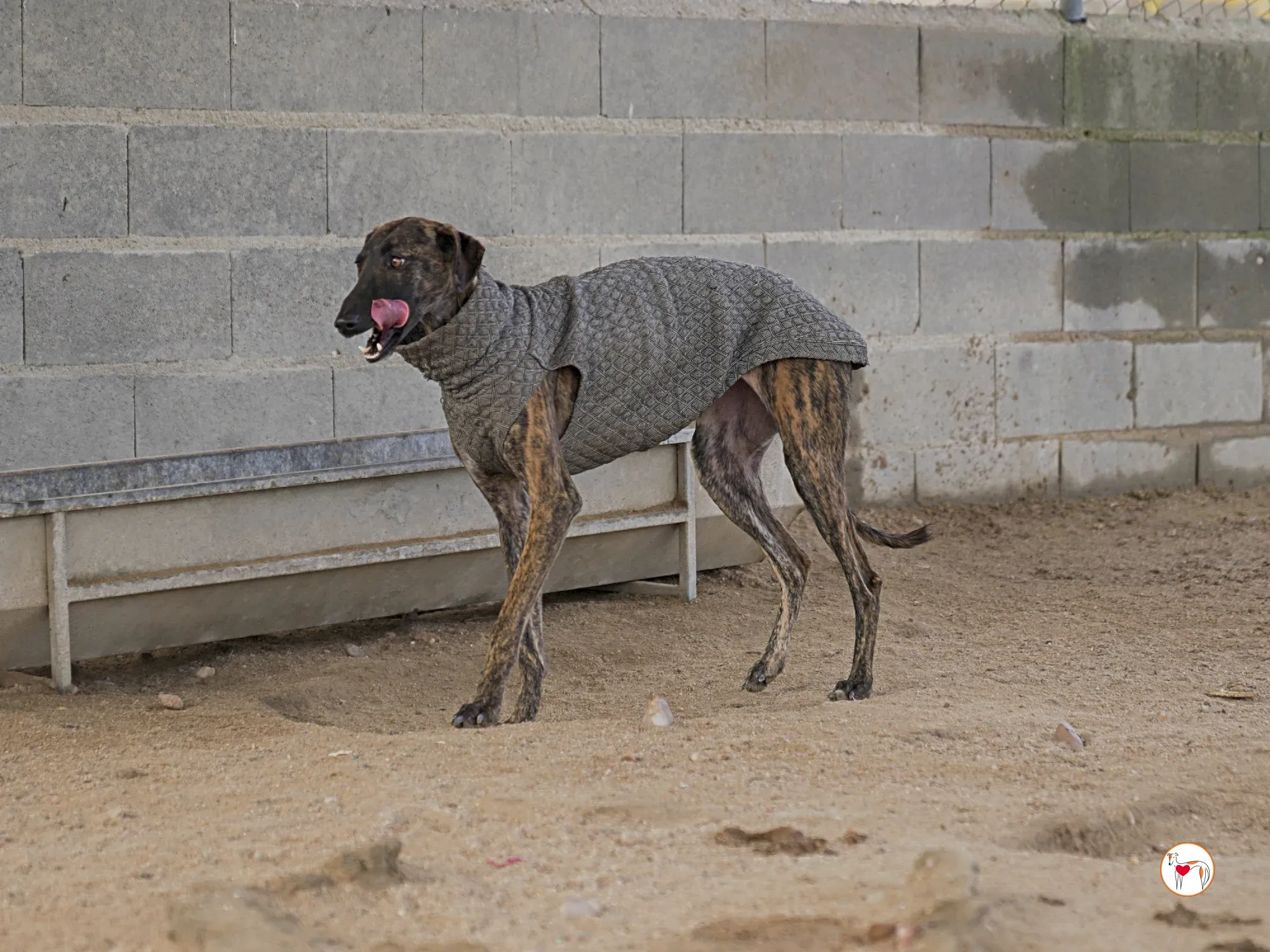 sabrina galgo adozione 12