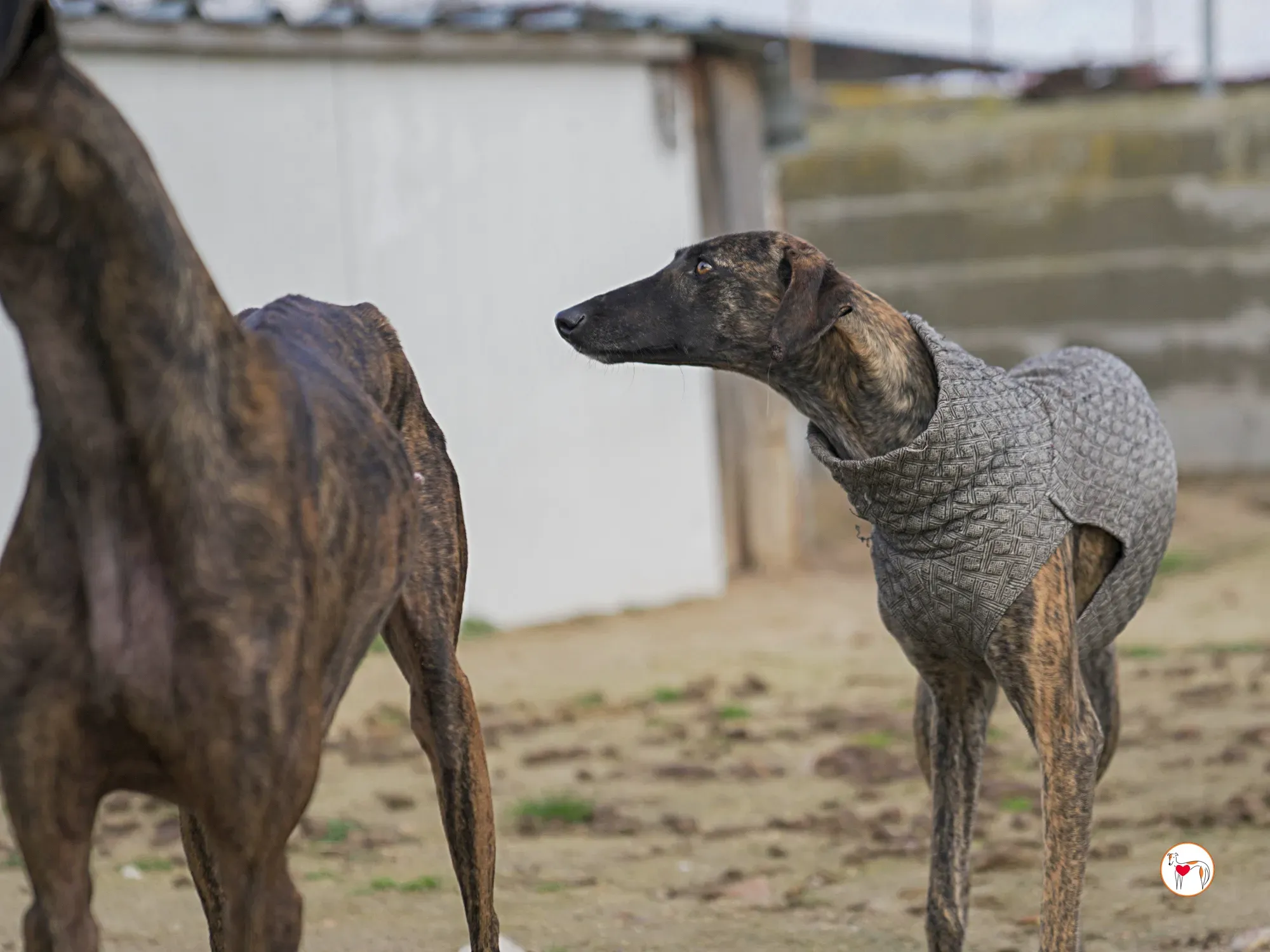 sabrina galgo adozione 13