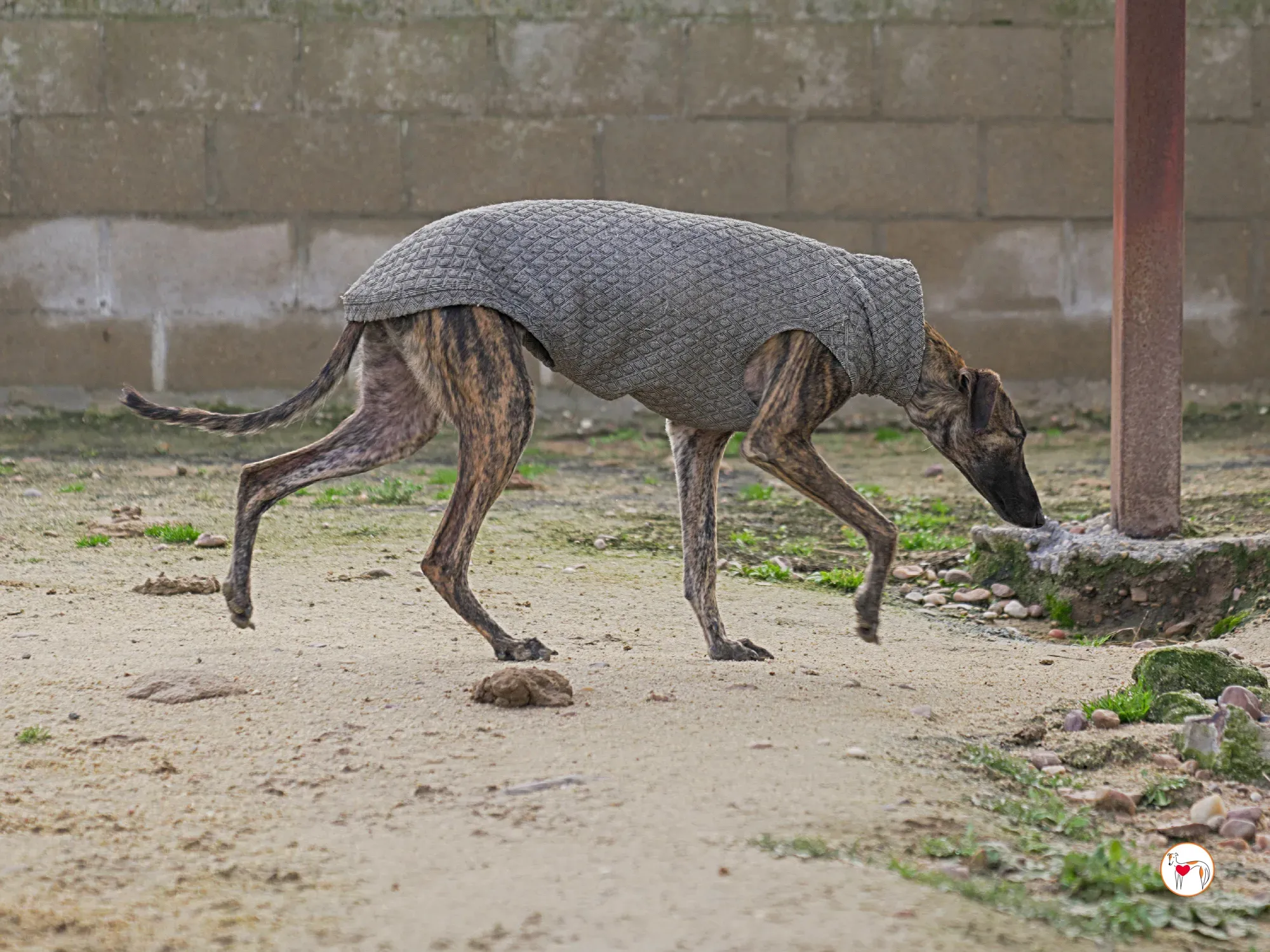 sabrina galgo adozione 14