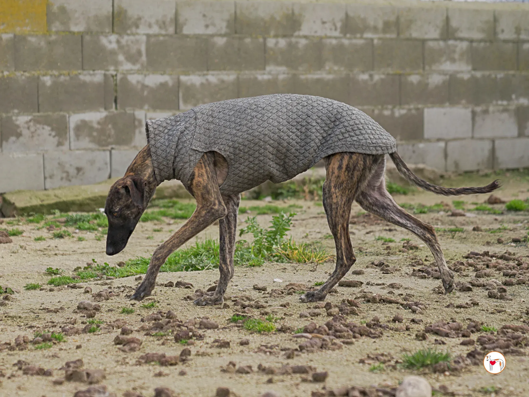 sabrina galgo adozione 15