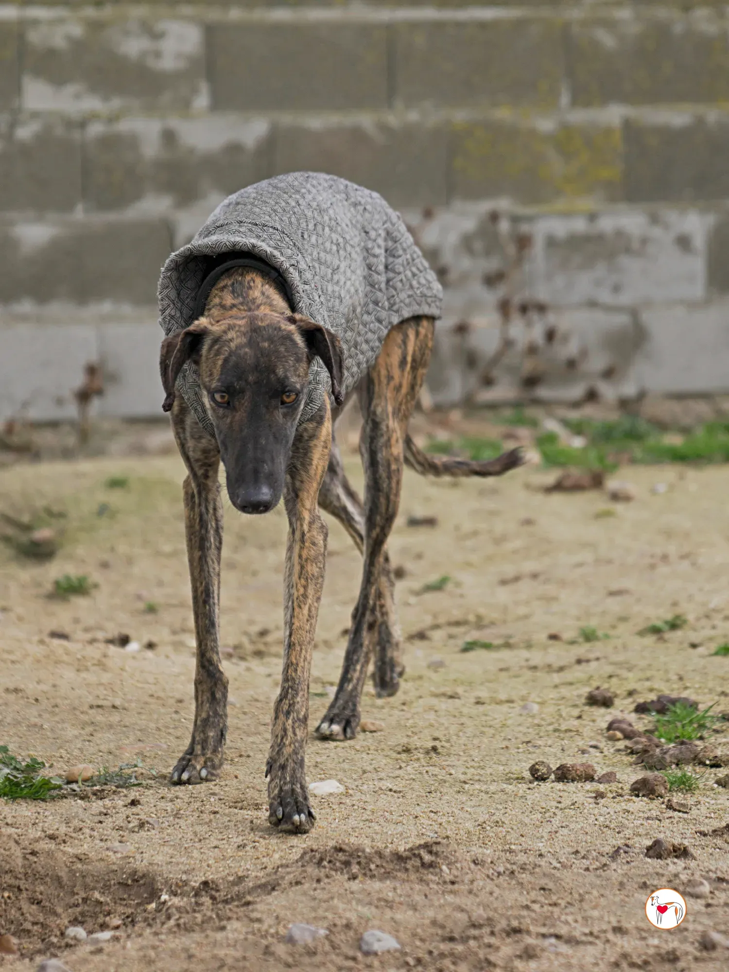 sabrina galgo adozione 16