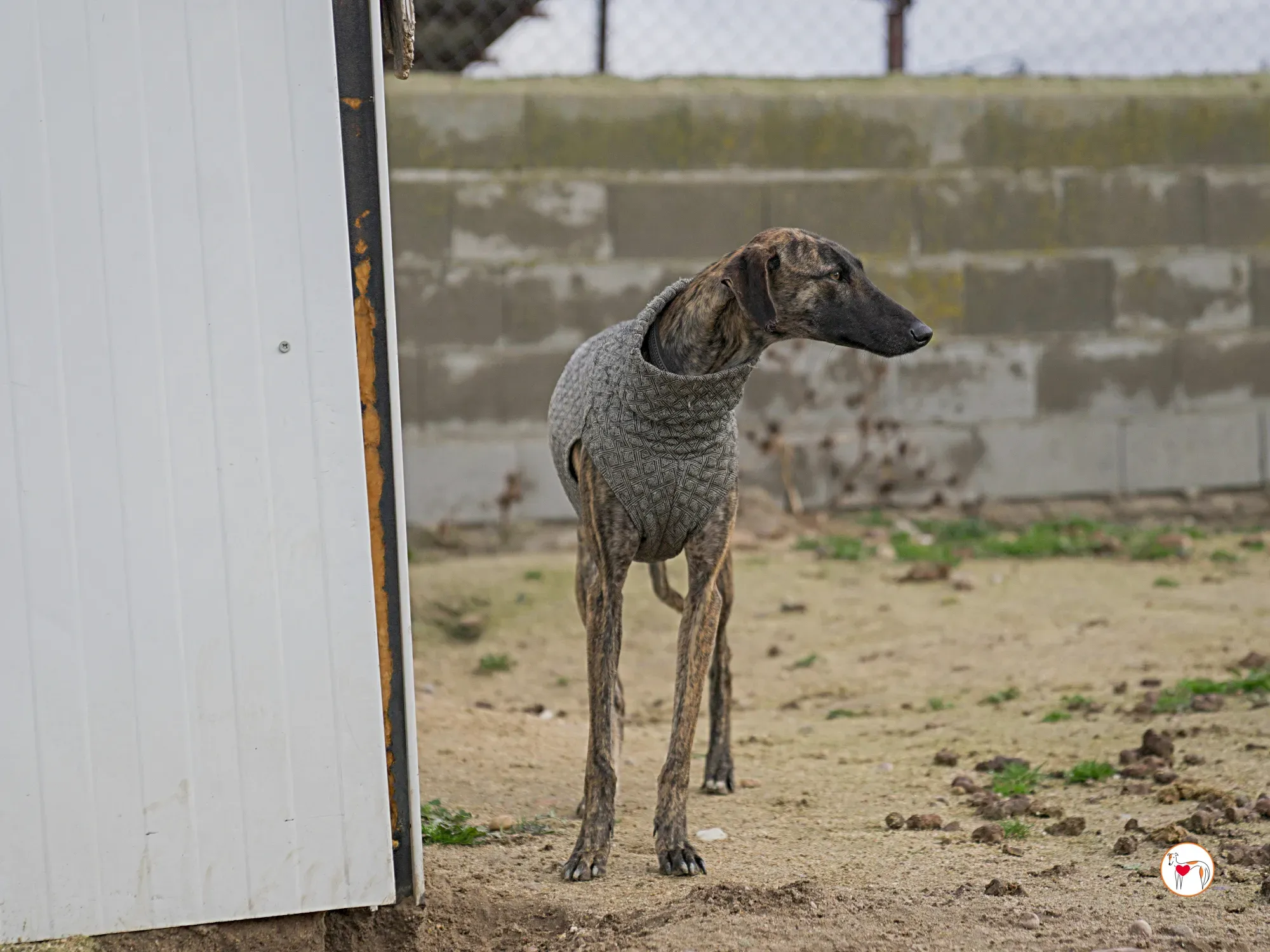 sabrina galgo adozione 17