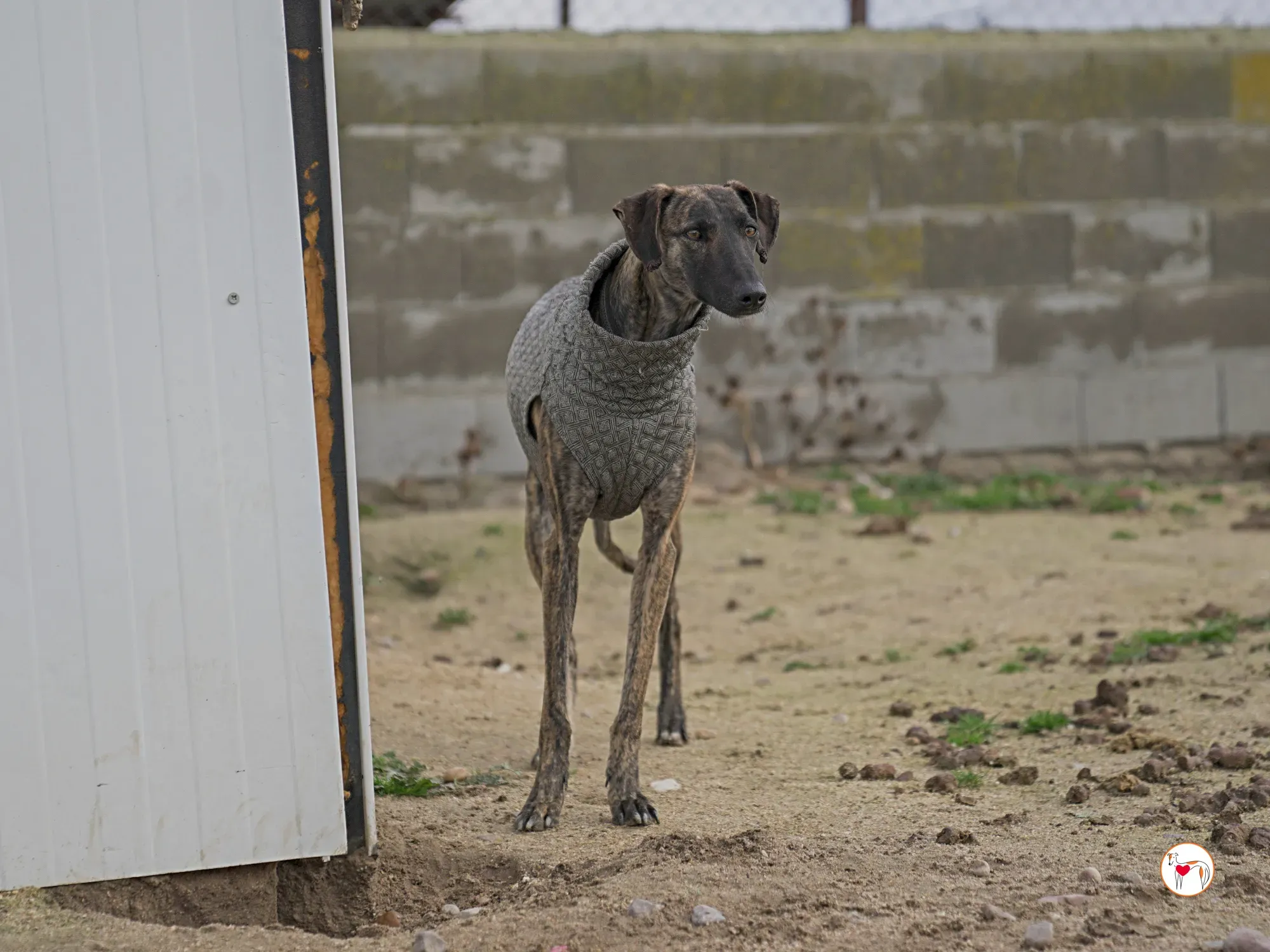 sabrina galgo adozione 18