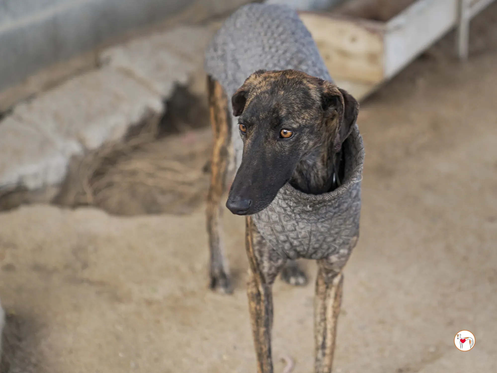 sabrina galgo adozione 19