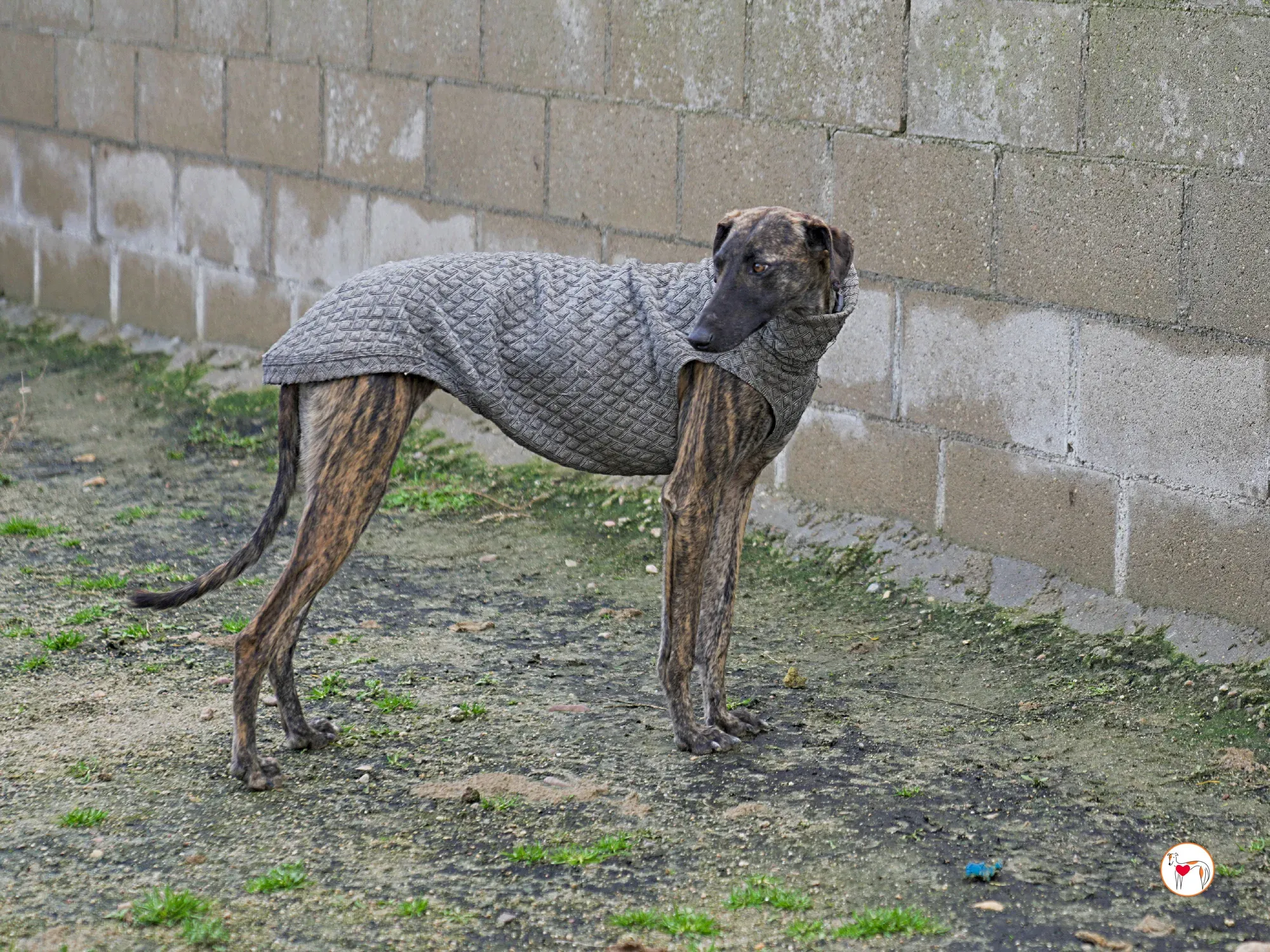 sabrina galgo adozione 20