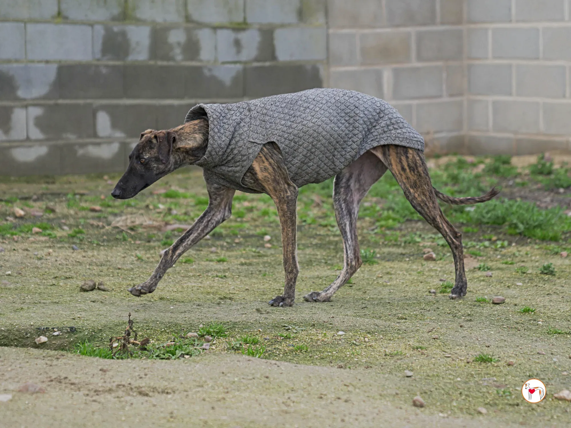 sabrina galgo adozione 21