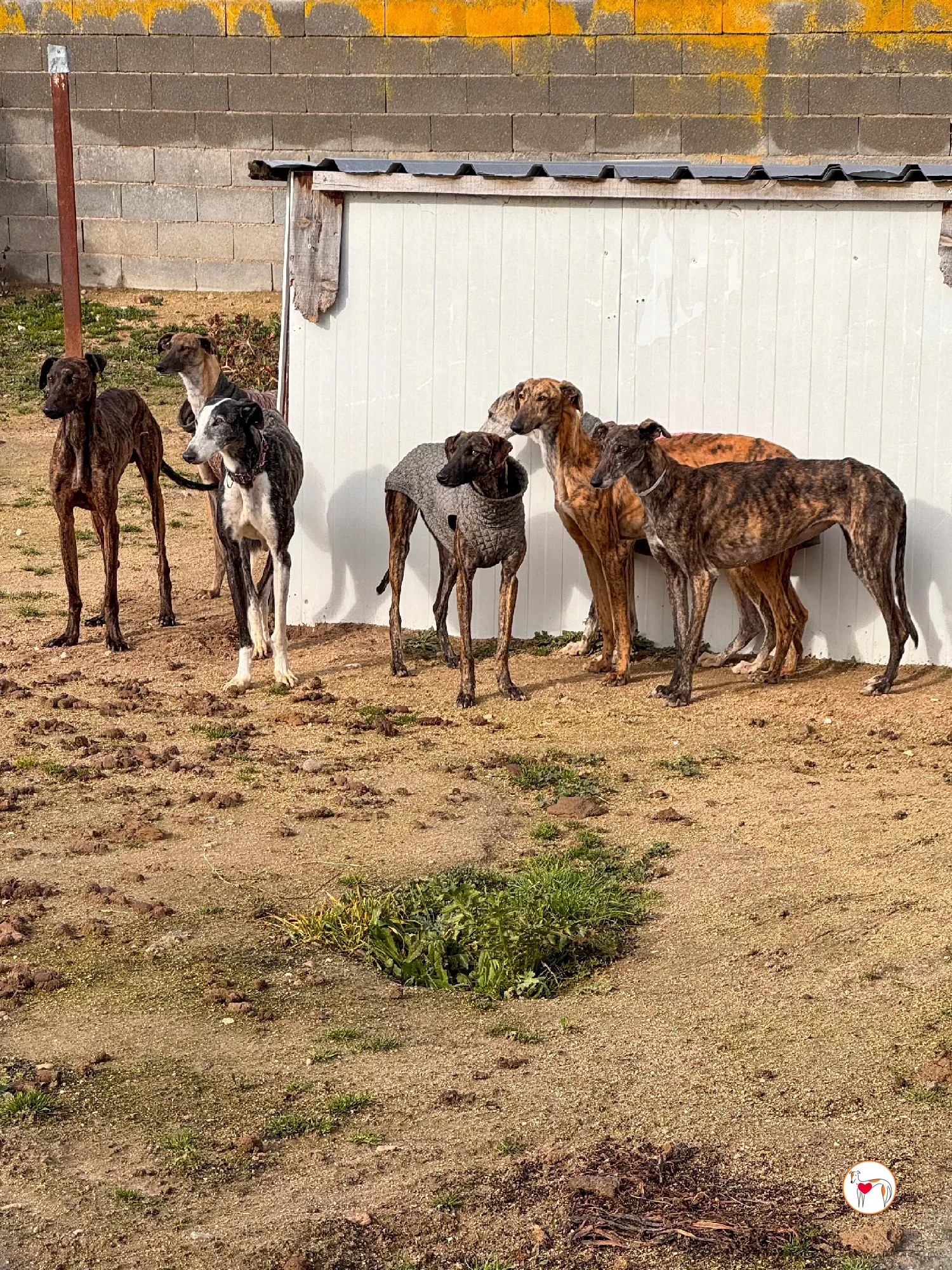 sabrina galgo adozione 22