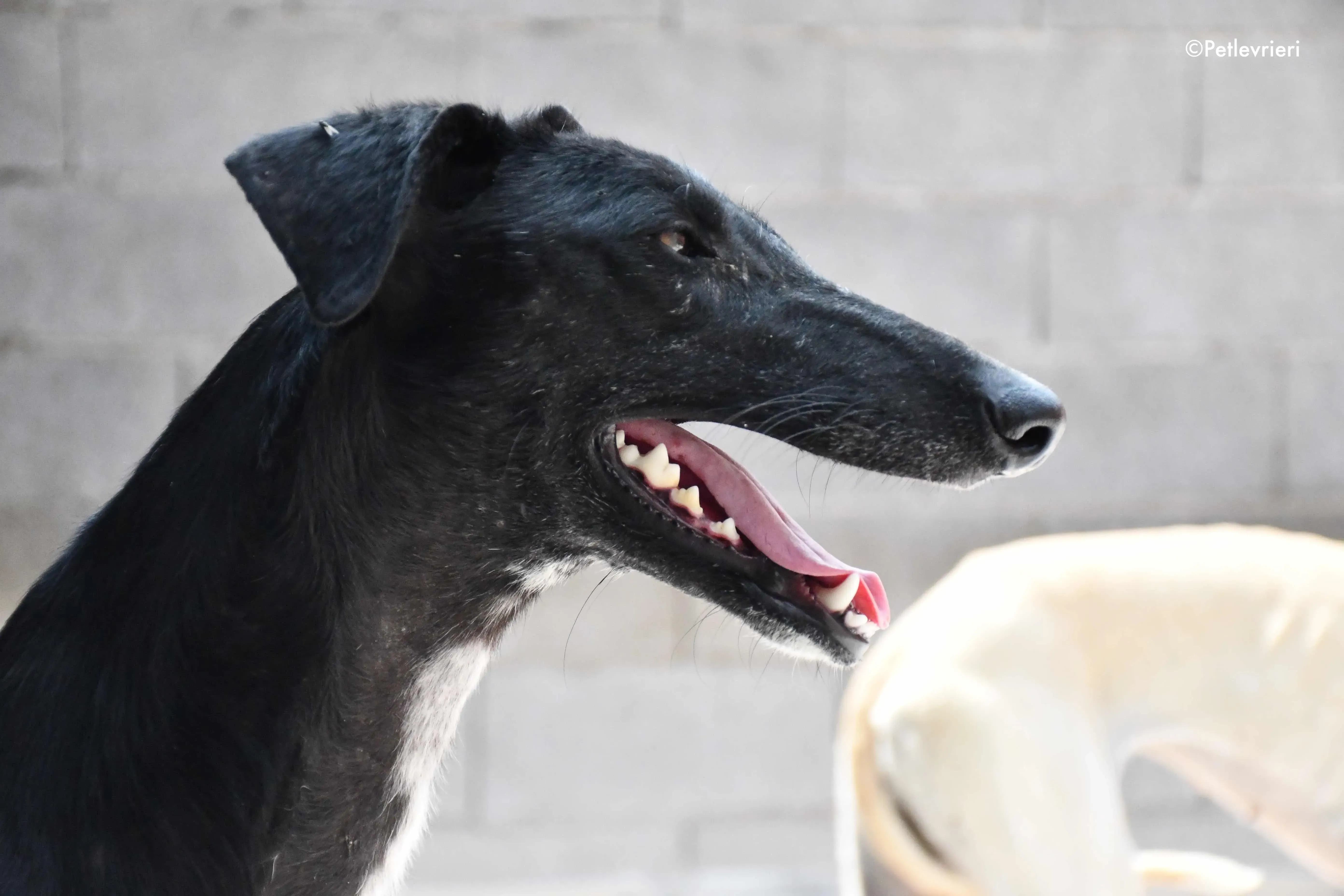 sadie adozione levrieri galgo 1