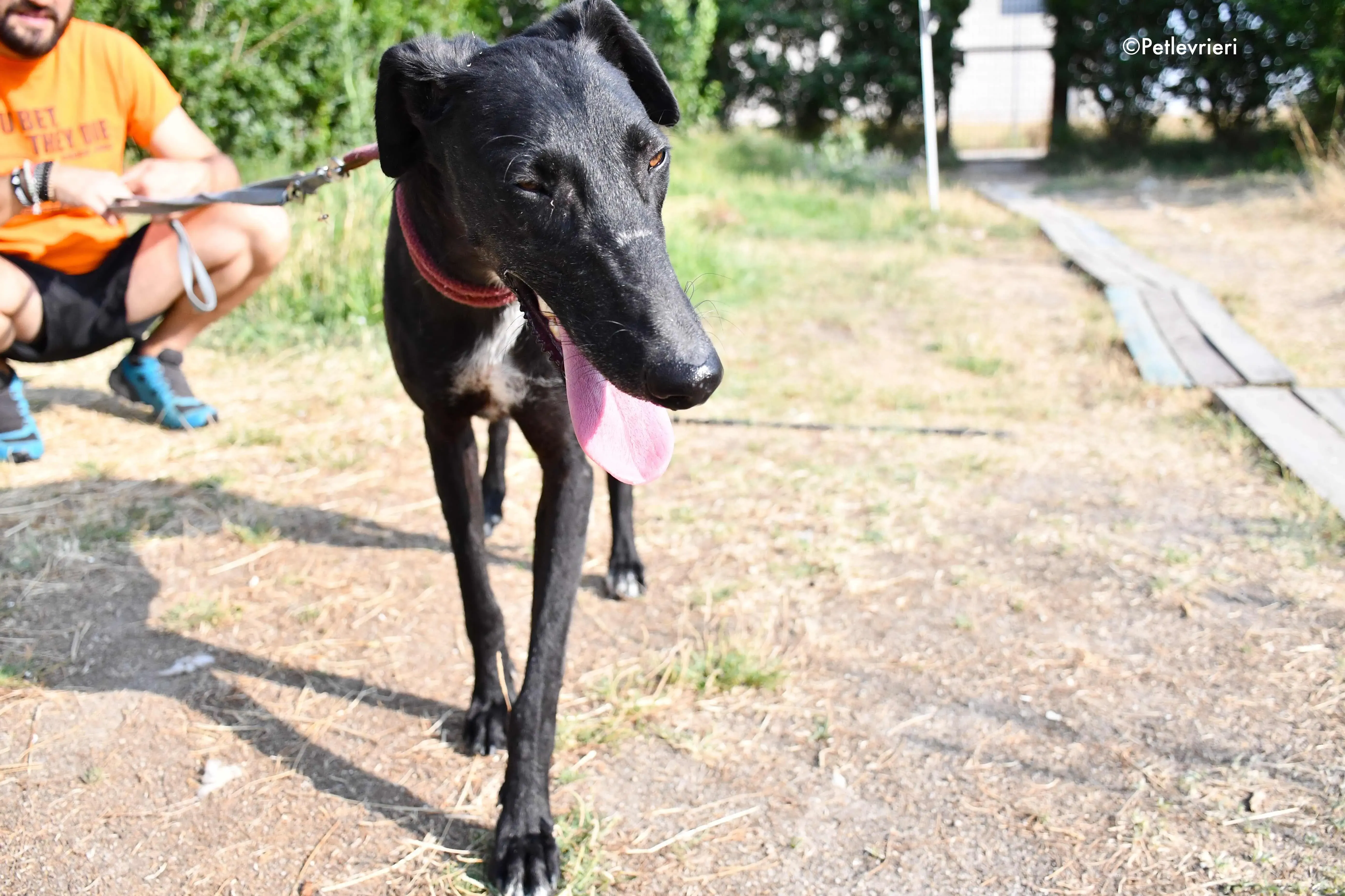 sadie adozione levrieri galgo 10