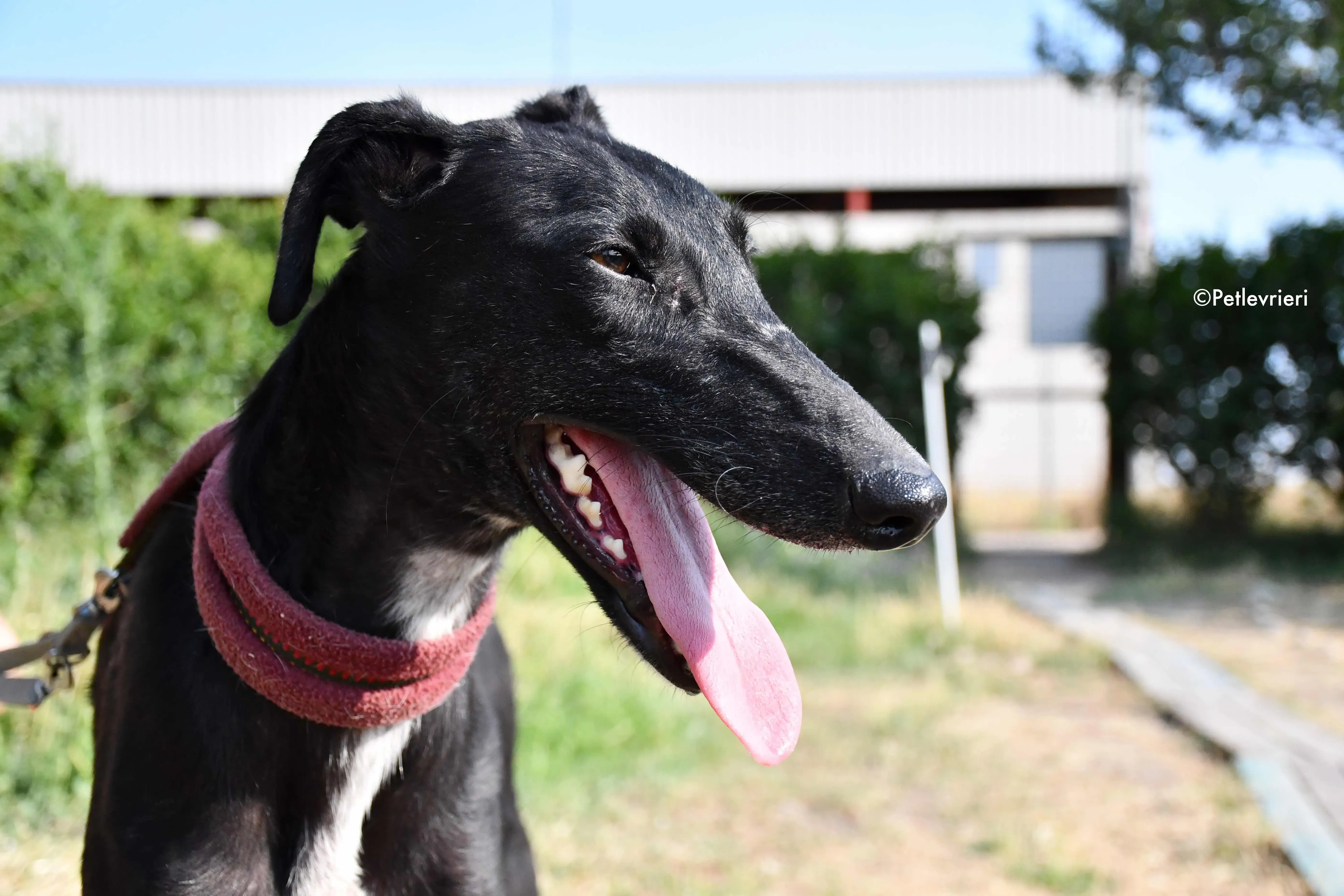 sadie adozione levrieri galgo 11