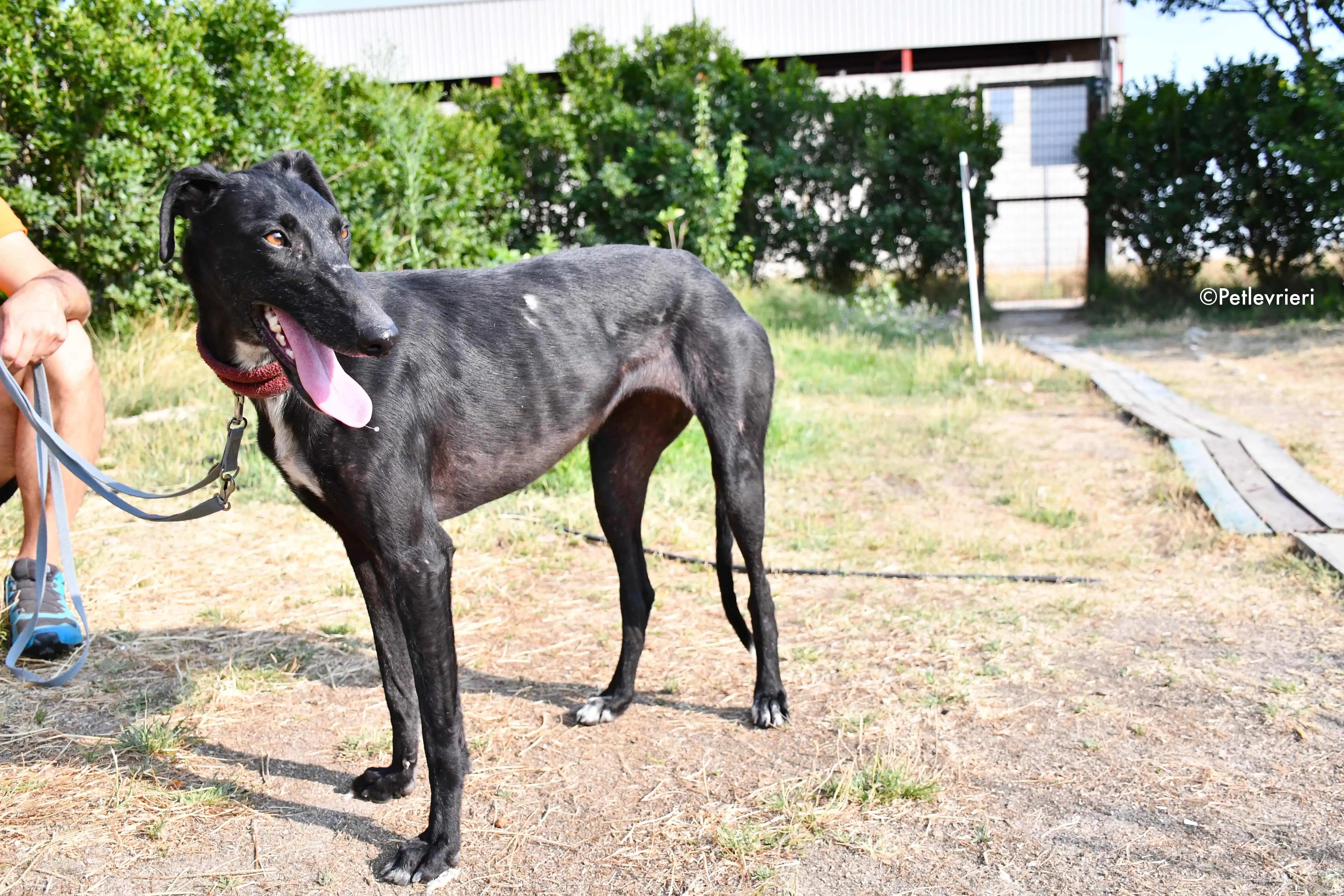 sadie adozione levrieri galgo 12