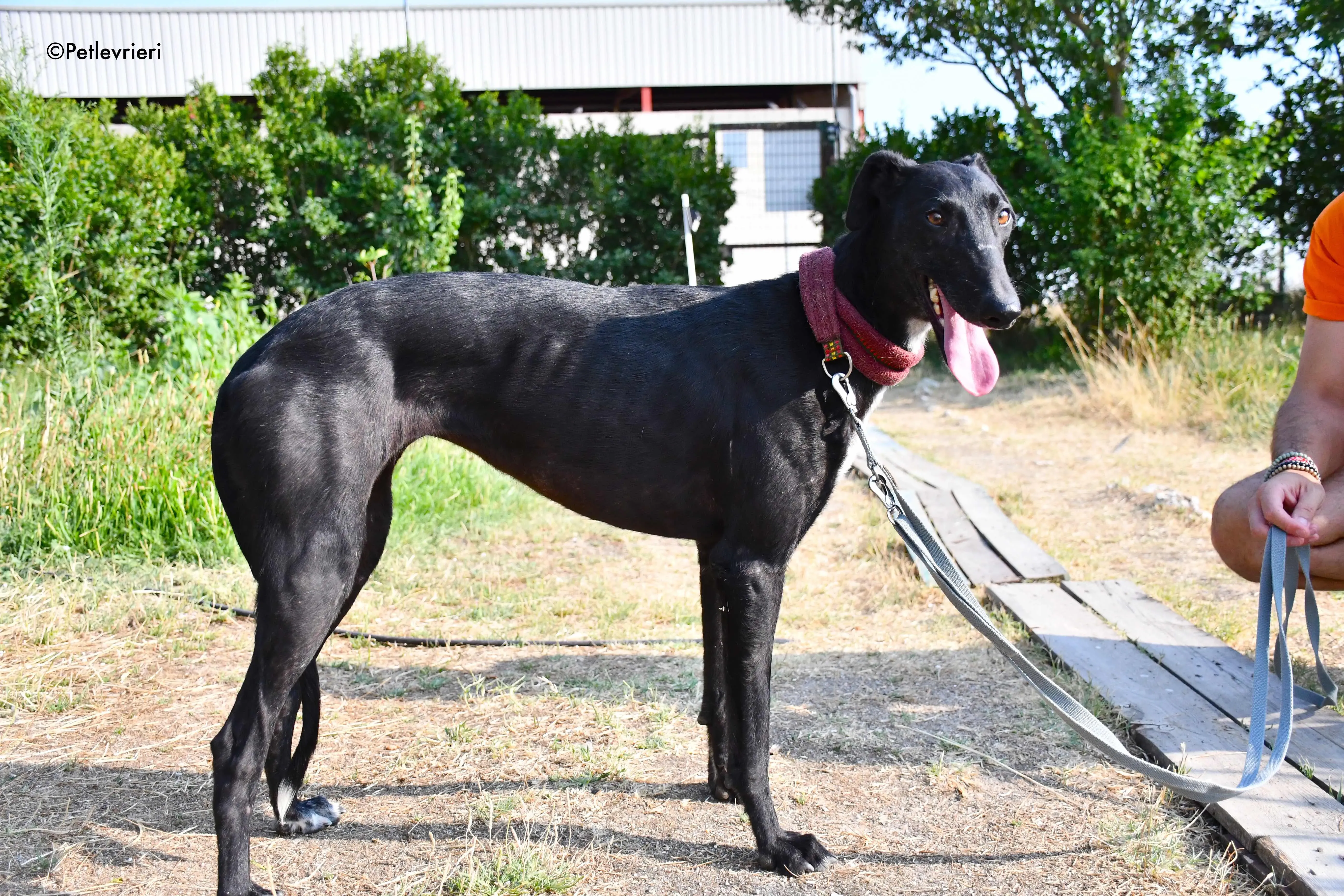 sadie adozione levrieri galgo 13