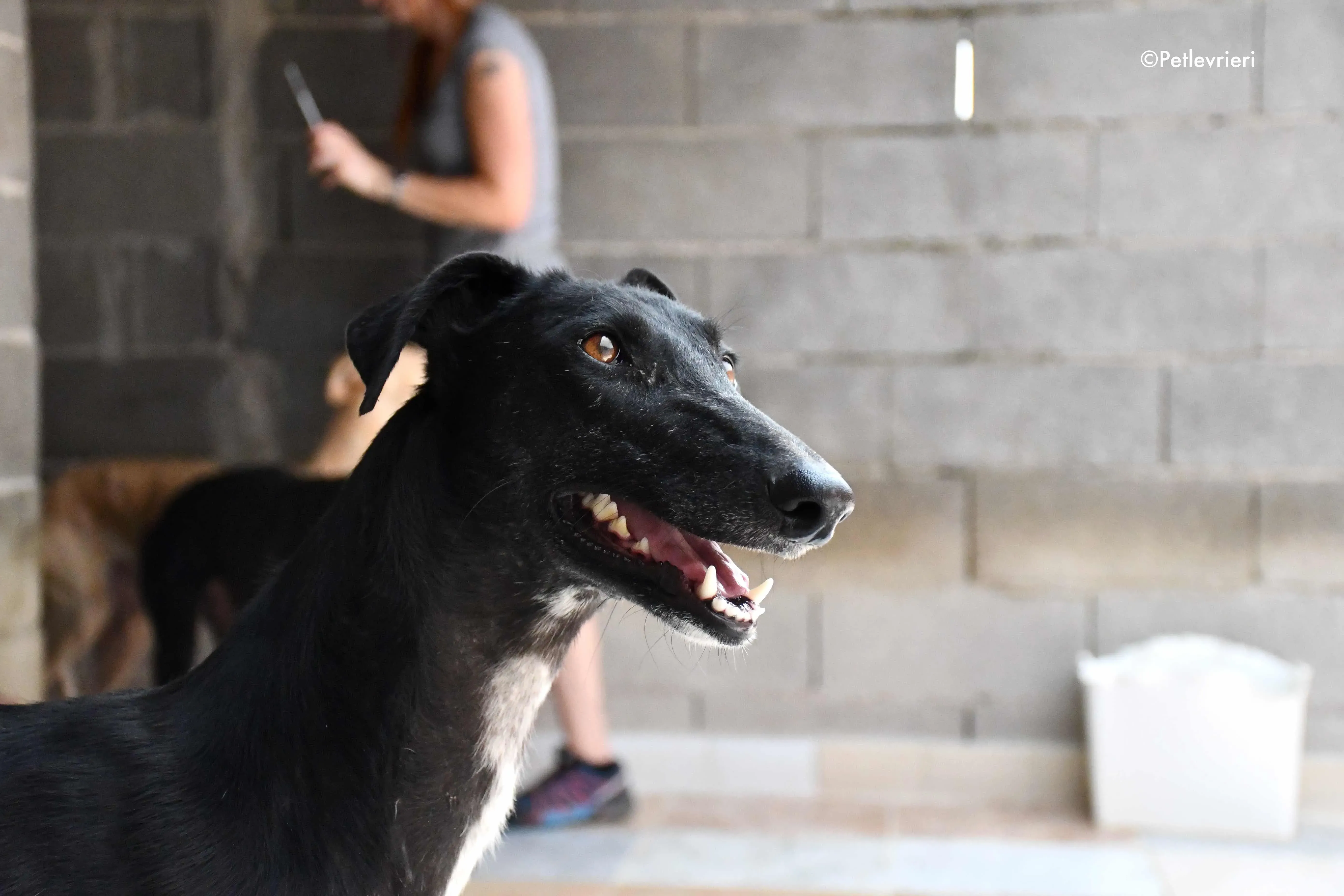 sadie adozione levrieri galgo 2