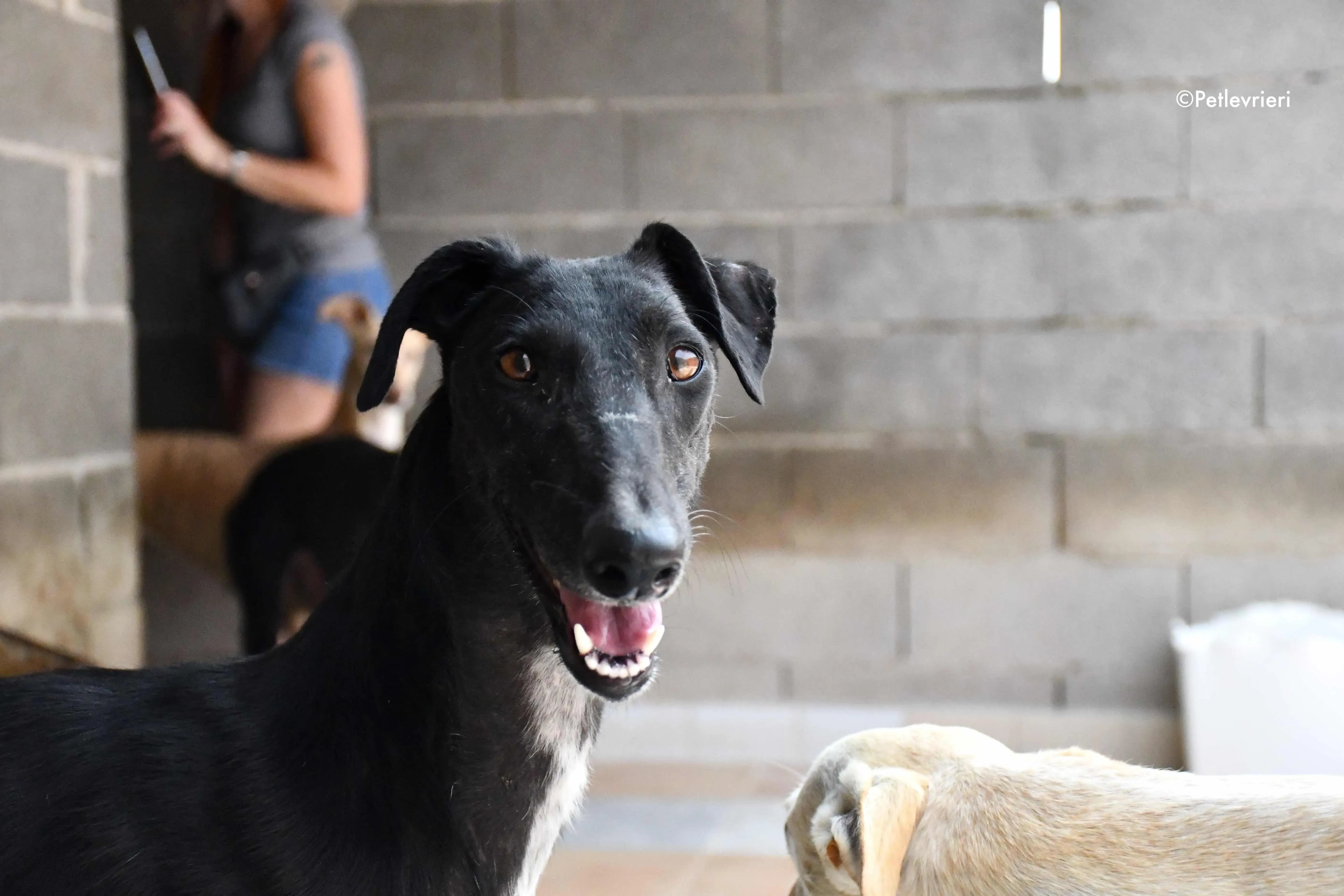 sadie adozione levrieri galgo 3