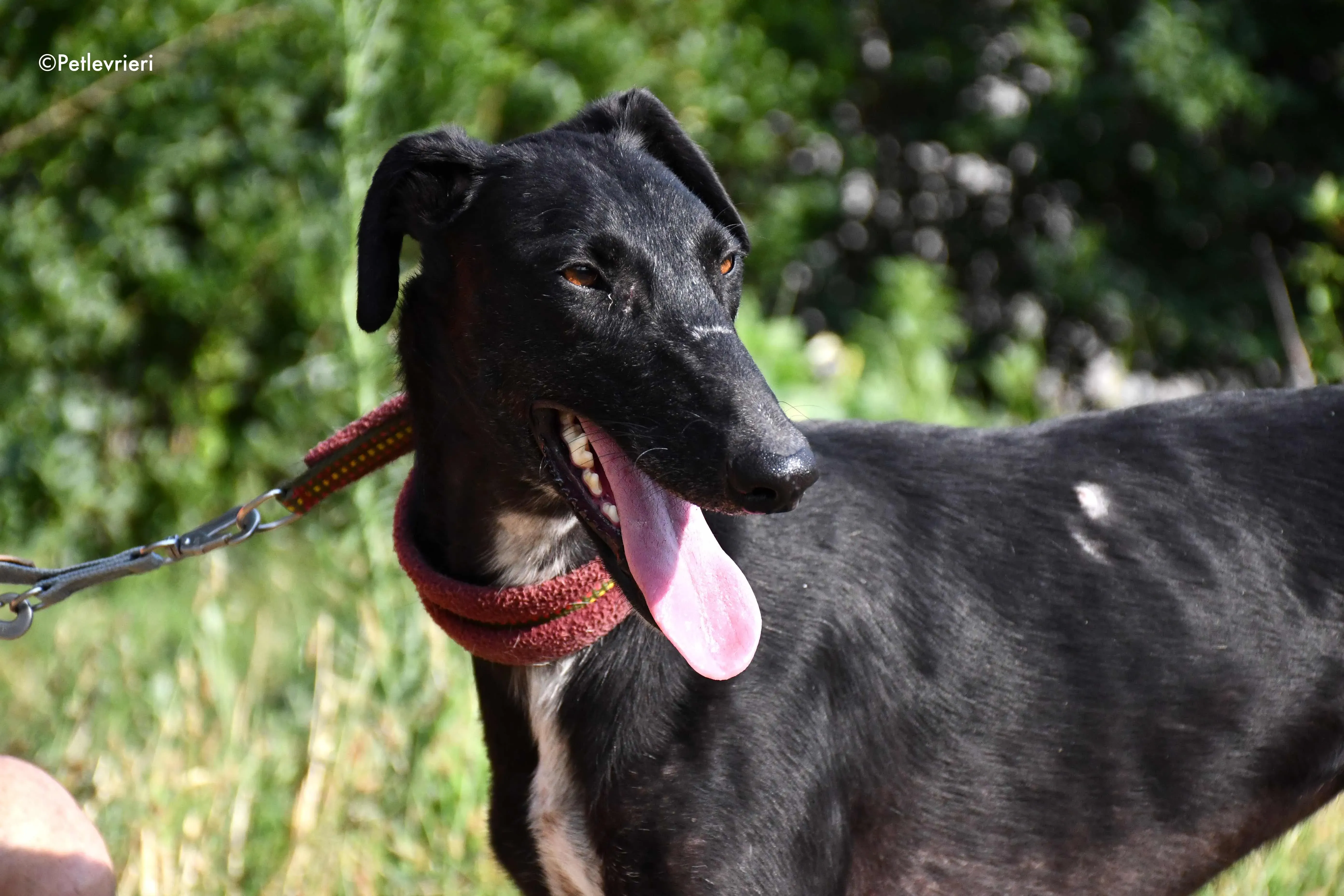 sadie adozione levrieri galgo 4