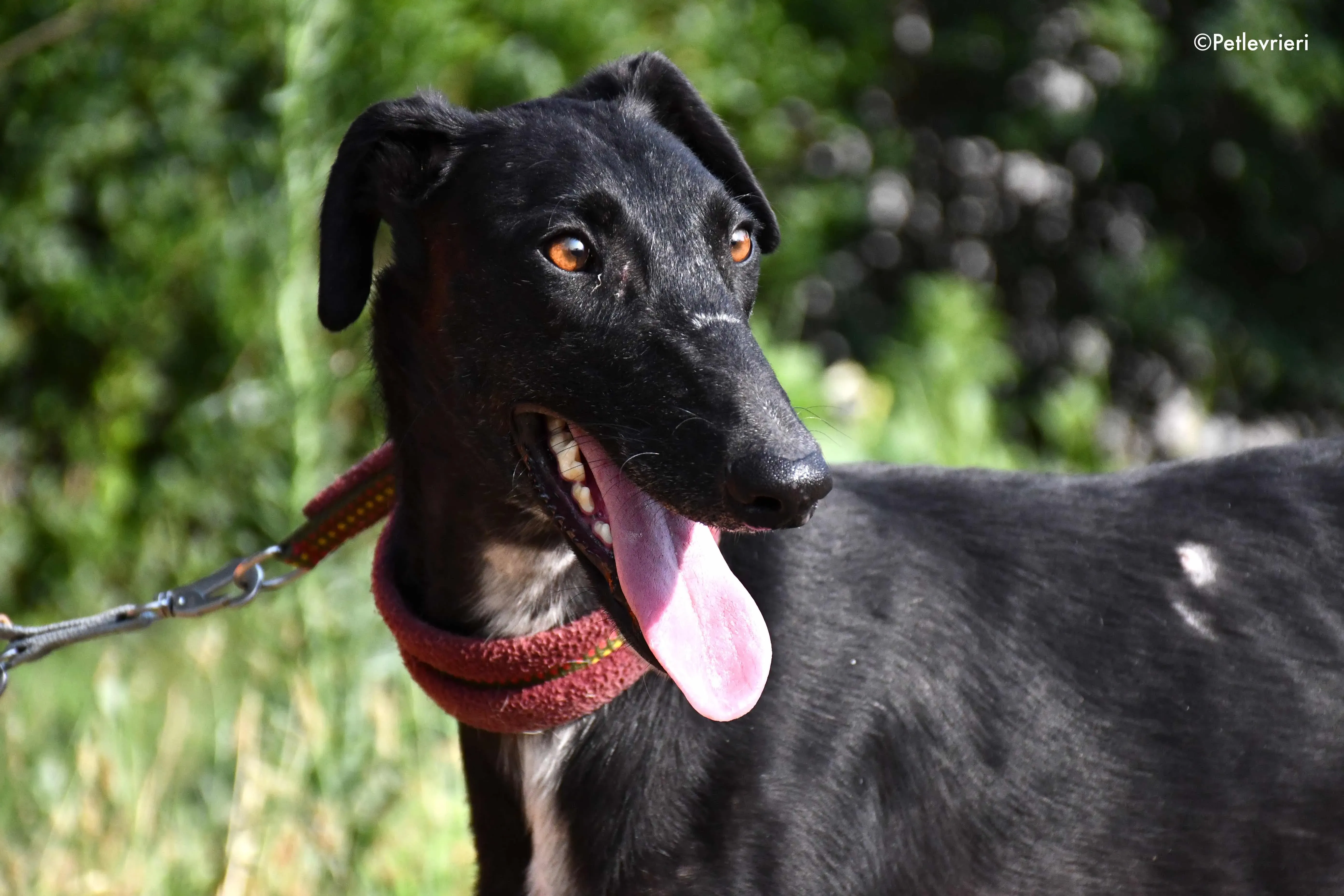 sadie adozione levrieri galgo 5