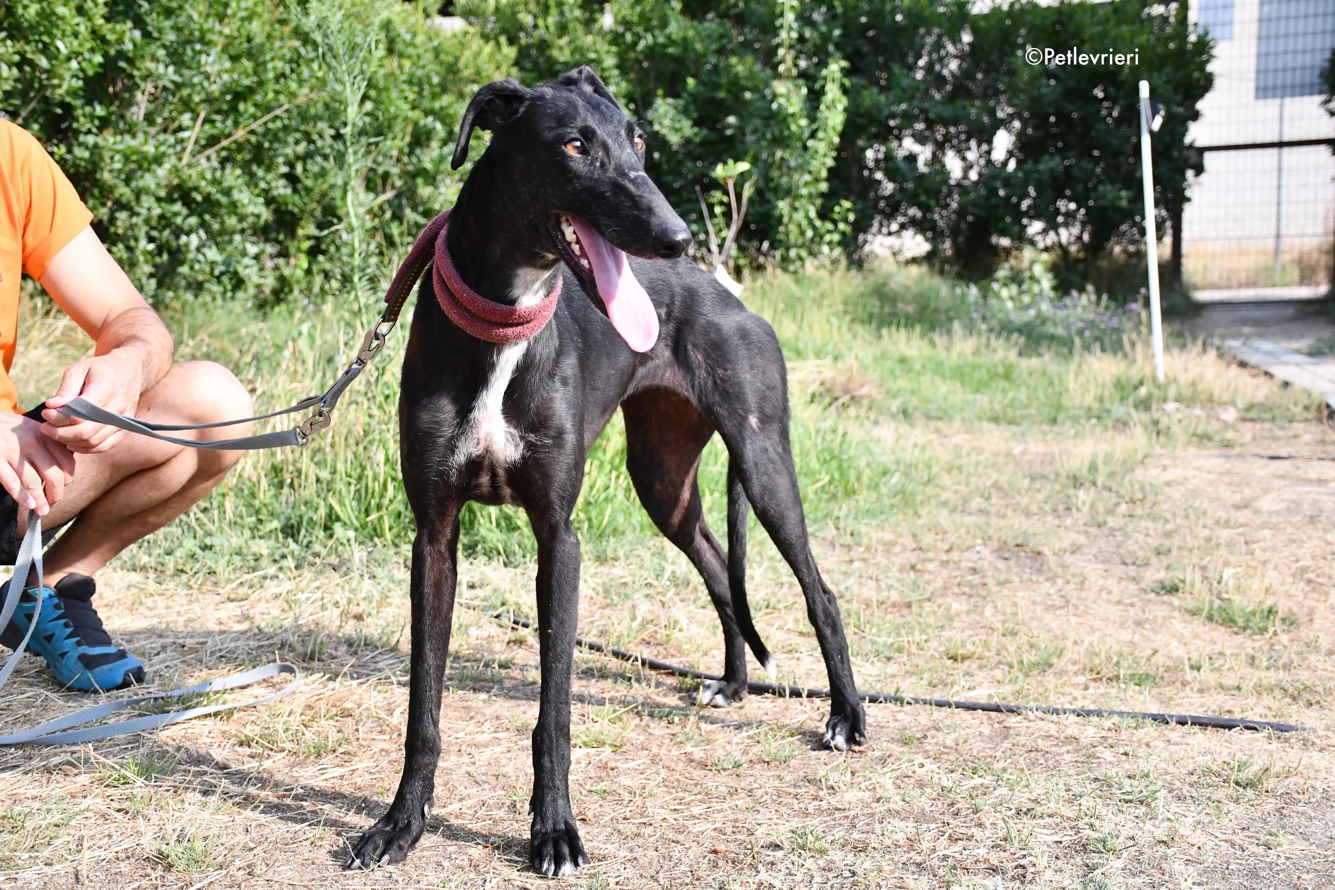 sadie adozione levrieri galgo 7