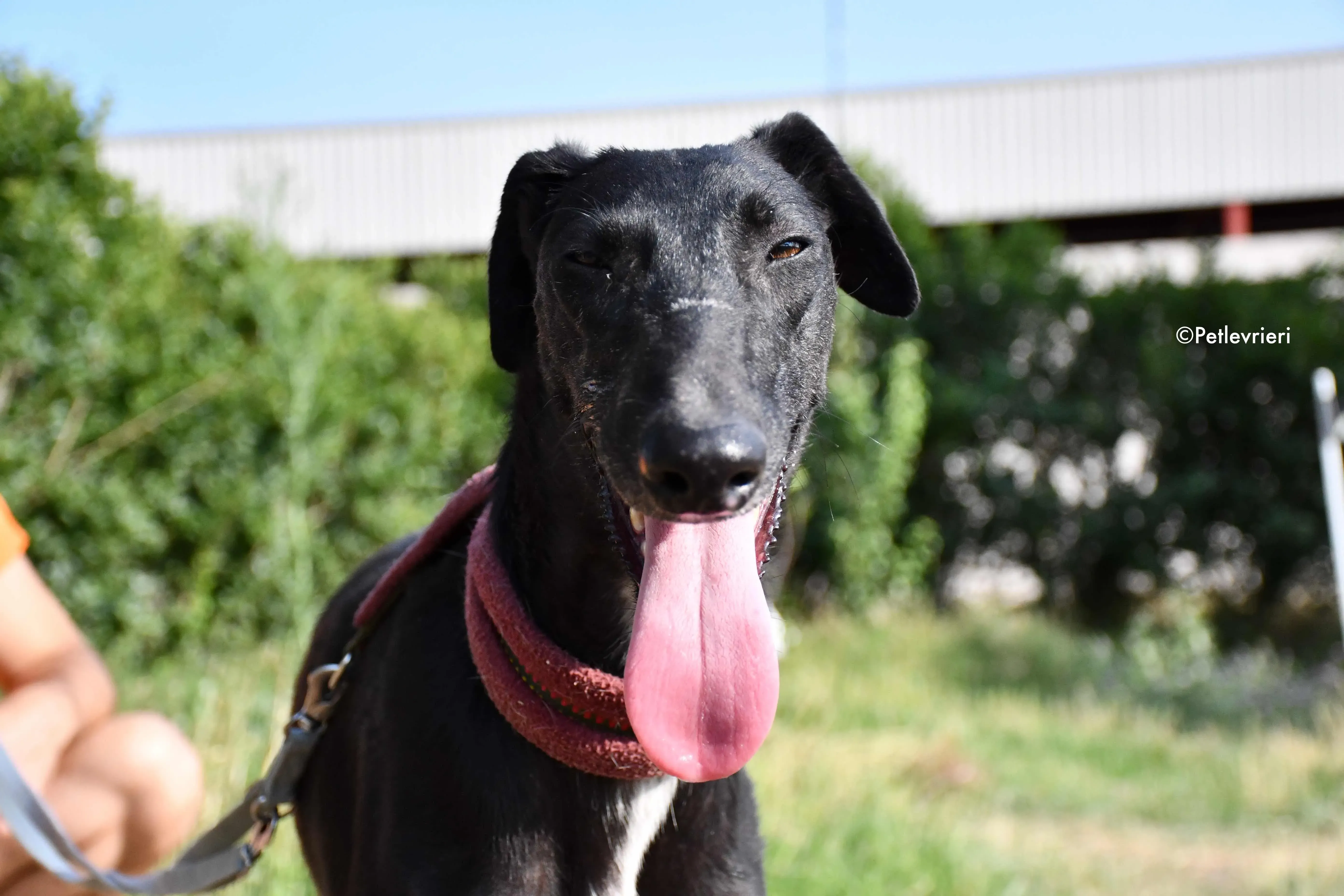sadie adozione levrieri galgo 8