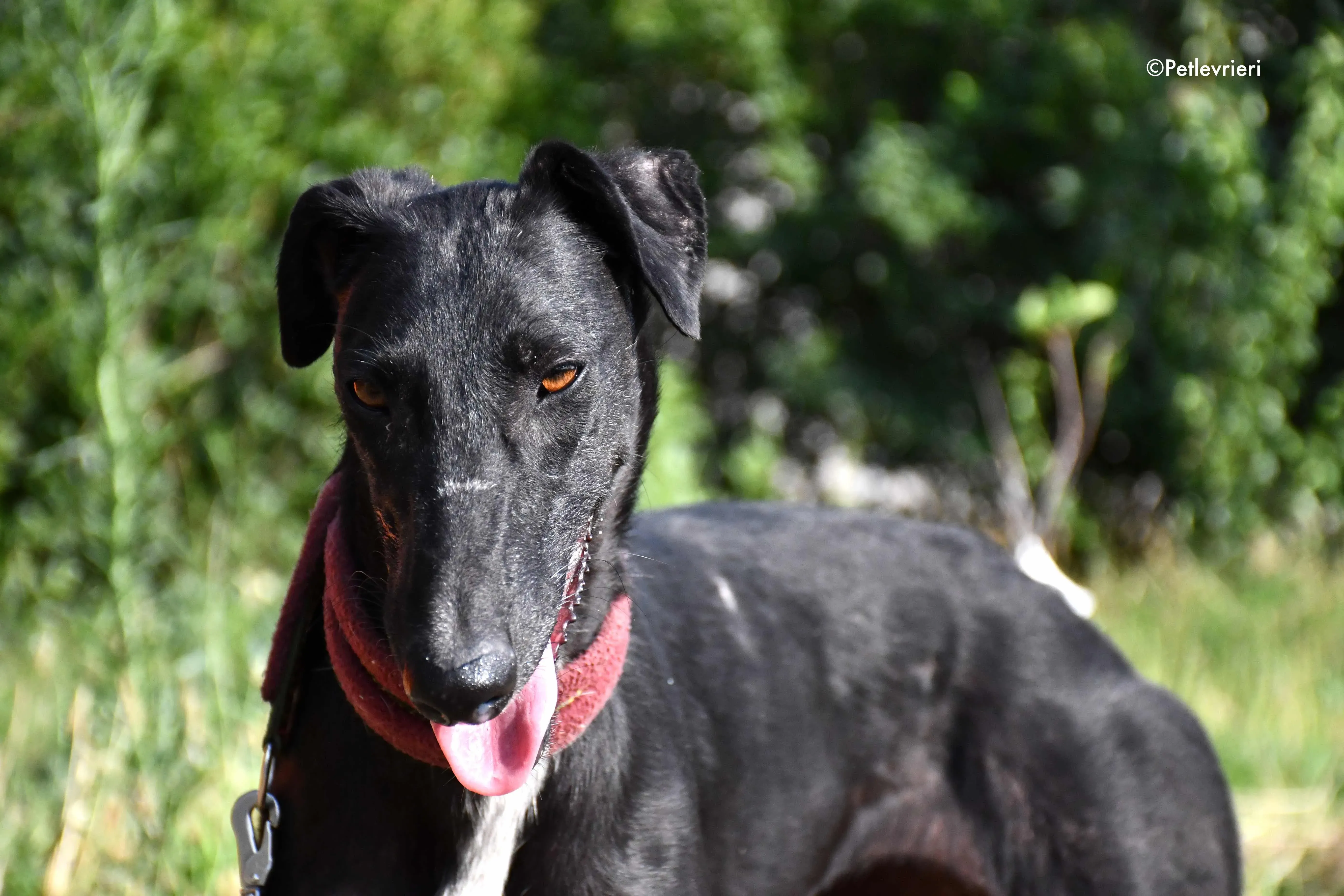 sadie adozione levrieri galgo 9