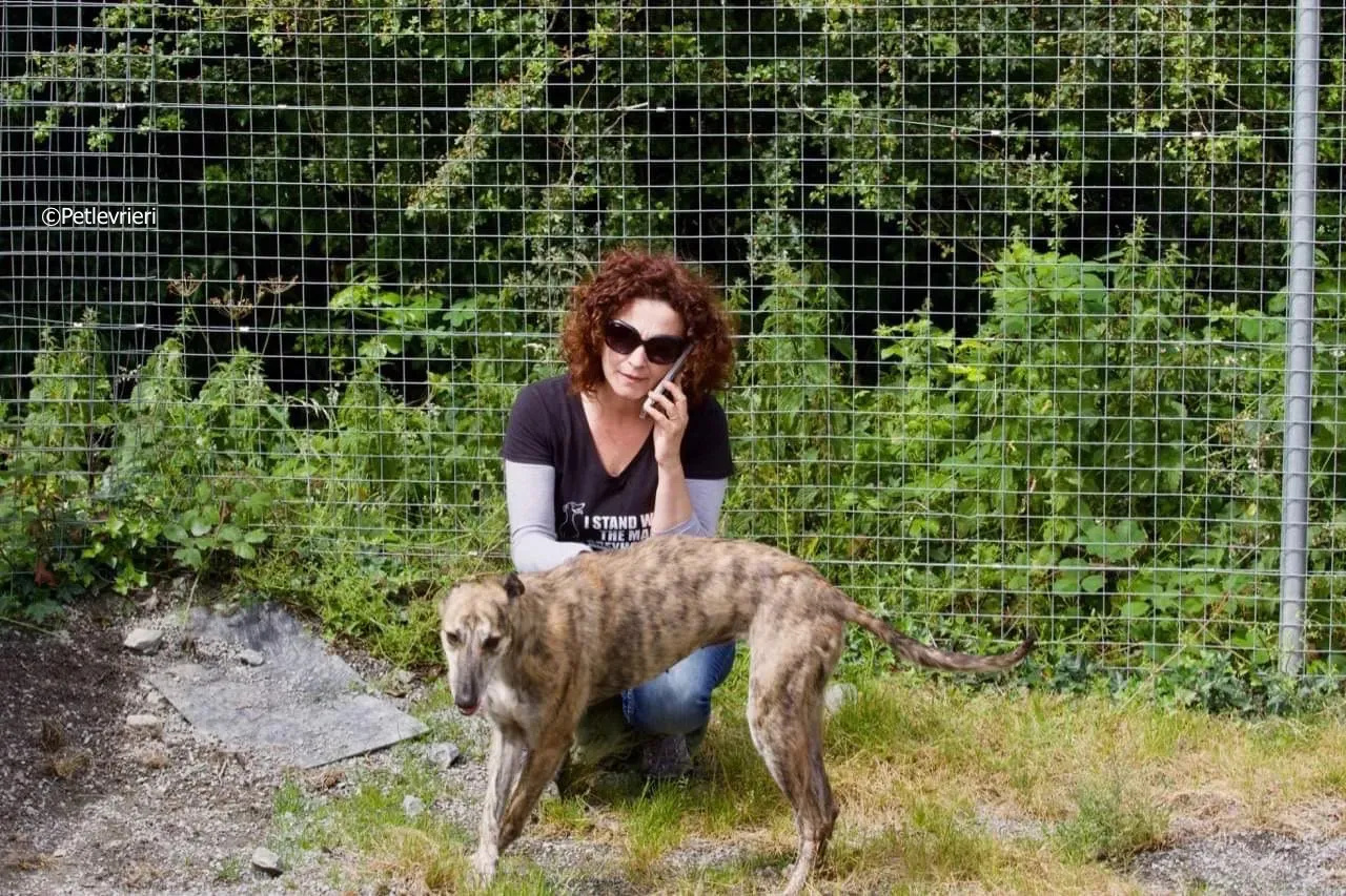 sadie adozione levrieri greyhound 1 2