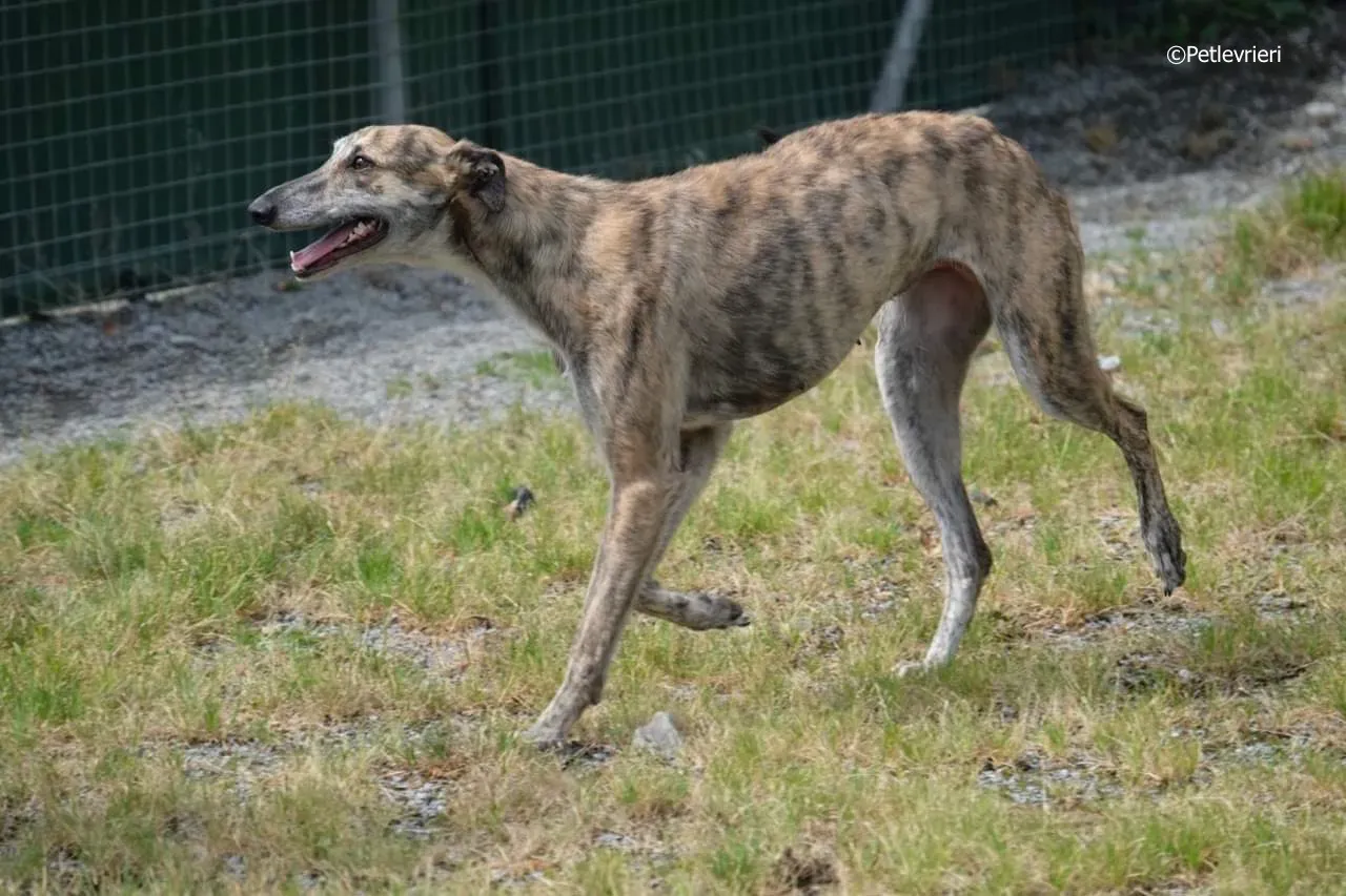 sadie adozione levrieri greyhound 10