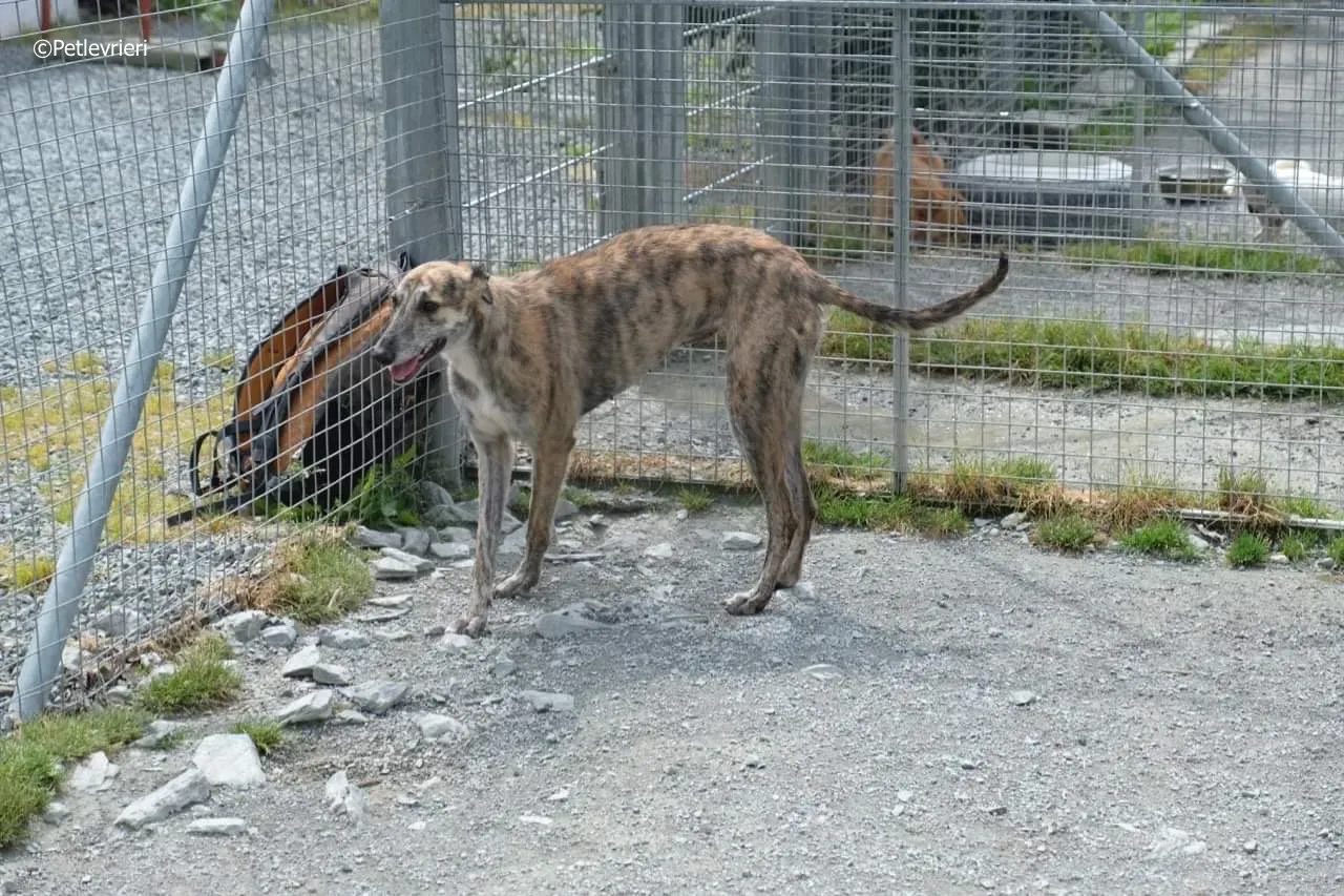 sadie adozione levrieri greyhound 11