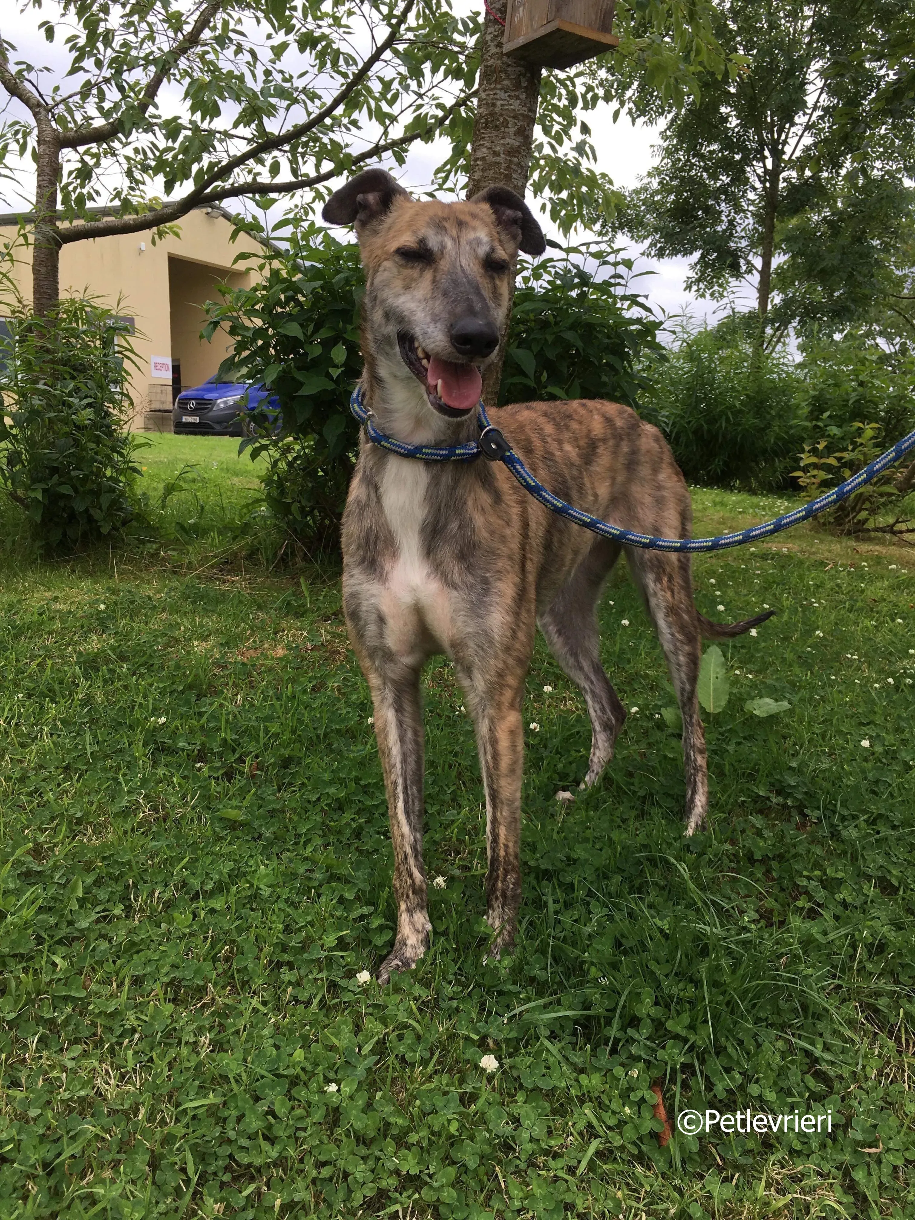 sadie adozione levrieri greyhound 16