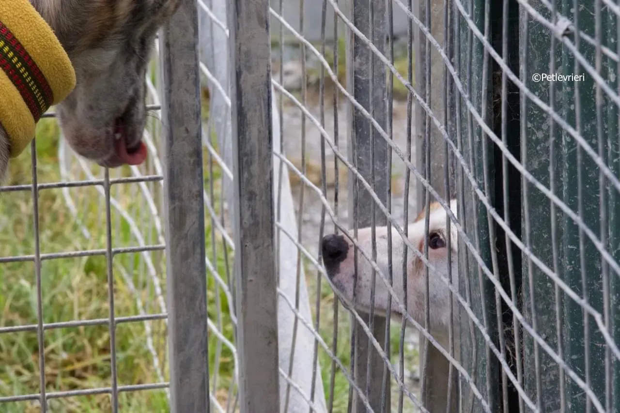 sadie adozione levrieri greyhound 2 2