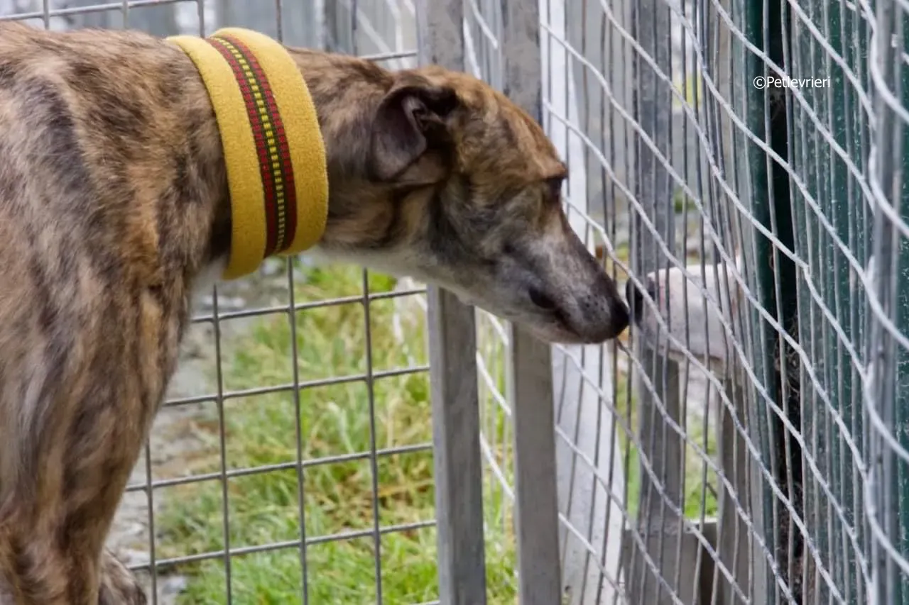 sadie adozione levrieri greyhound 3 3