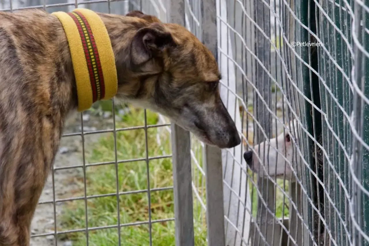 sadie adozione levrieri greyhound 4 2