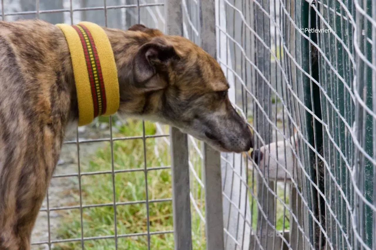 sadie adozione levrieri greyhound 5 2