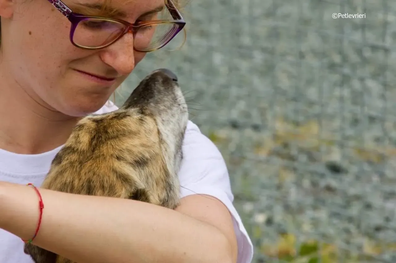 sadie adozione levrieri greyhound 6 1