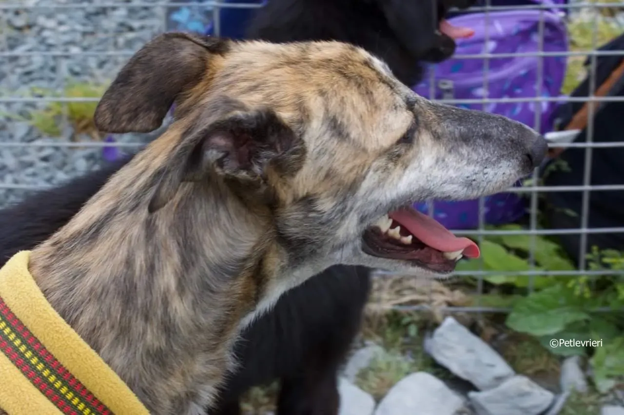 sadie adozione levrieri greyhound 7 1