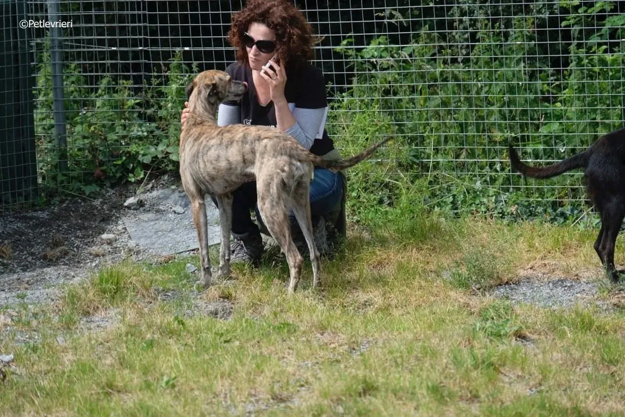 sadie adozione levrieri greyhound 9