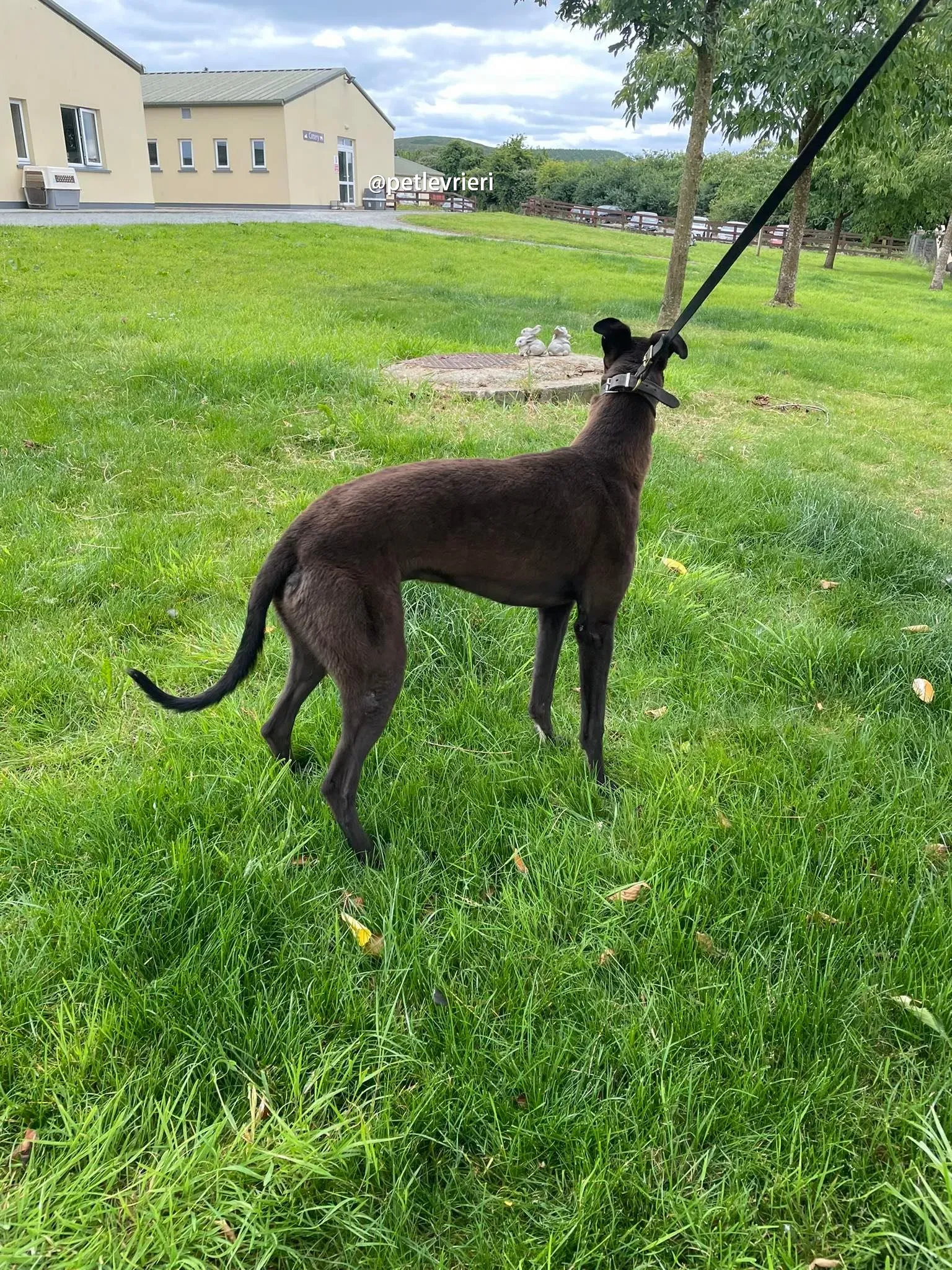 sadie greyhound pet levrieri 01