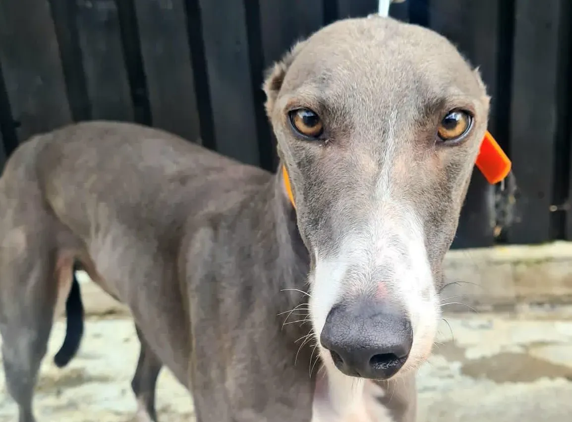 sadie greyhound petlevrieri1 risultato e1694081761328