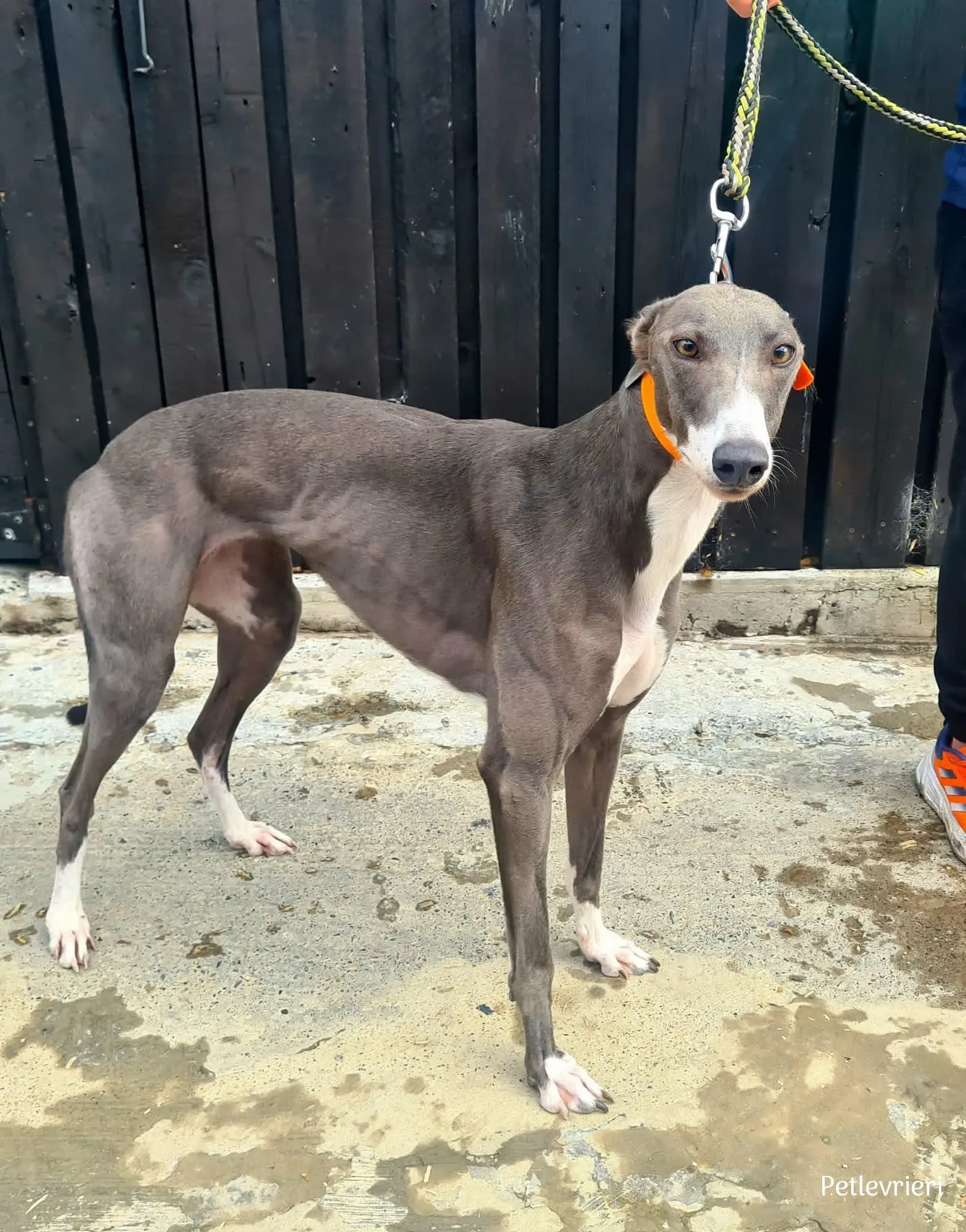 sadie greyhound petlevrieri2 risultato