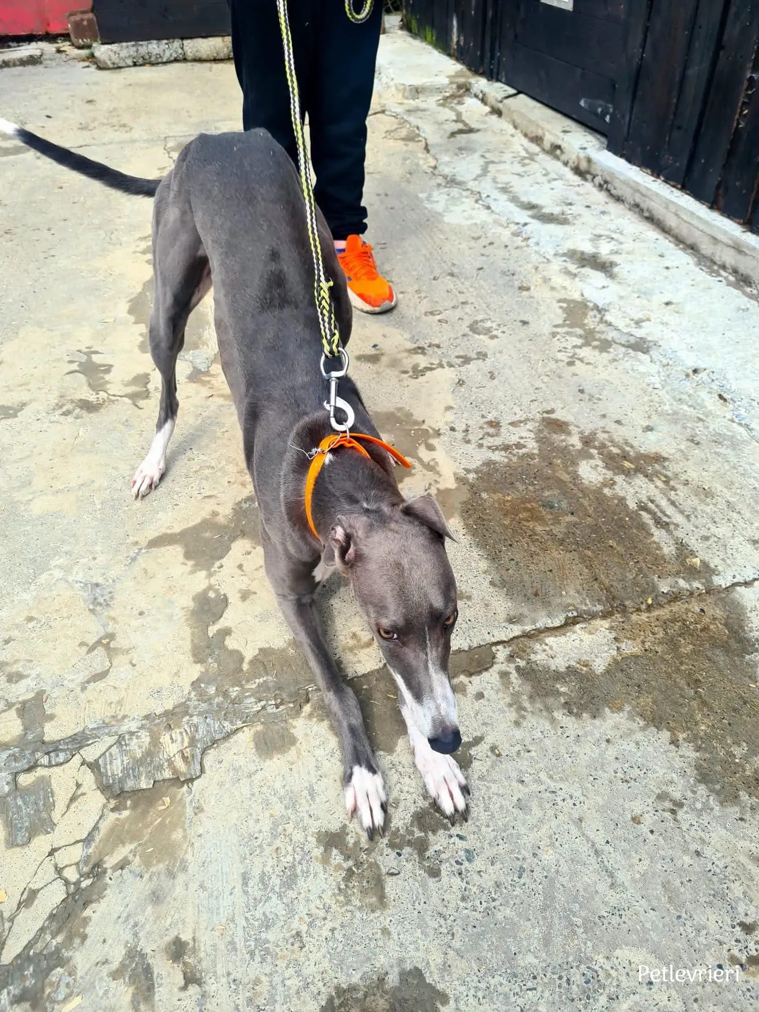 sadie greyhound petlevrieri3 risultato