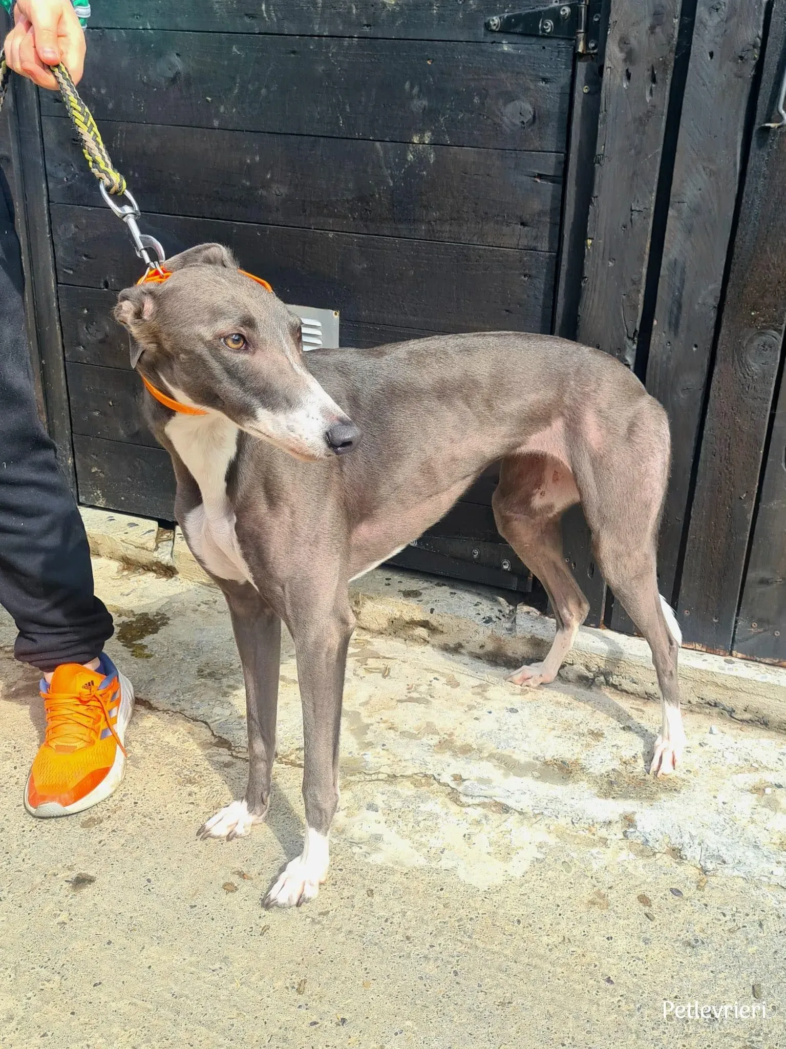 sadie greyhound petlevrieri4 risultato