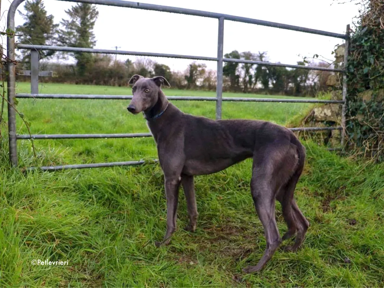 salah adozione levrieri greyhound 1 2