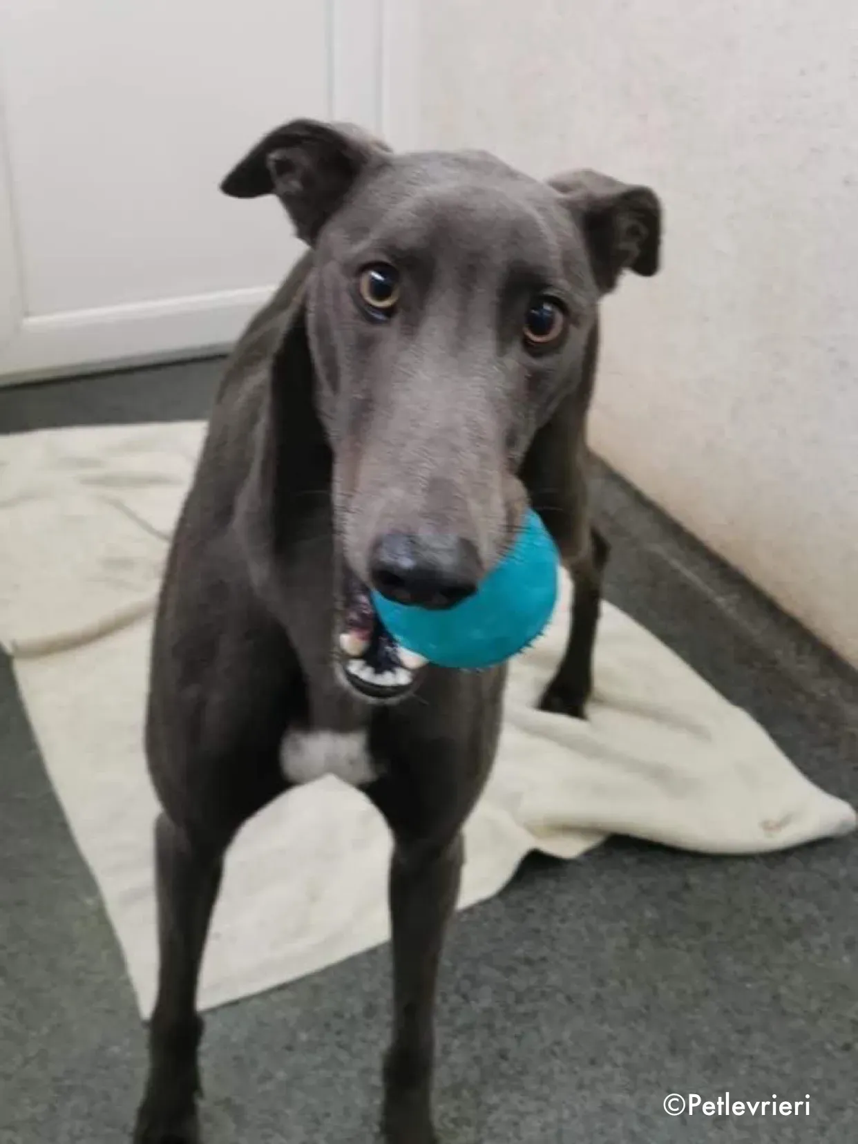 salah adozione levrieri greyhound 1 3