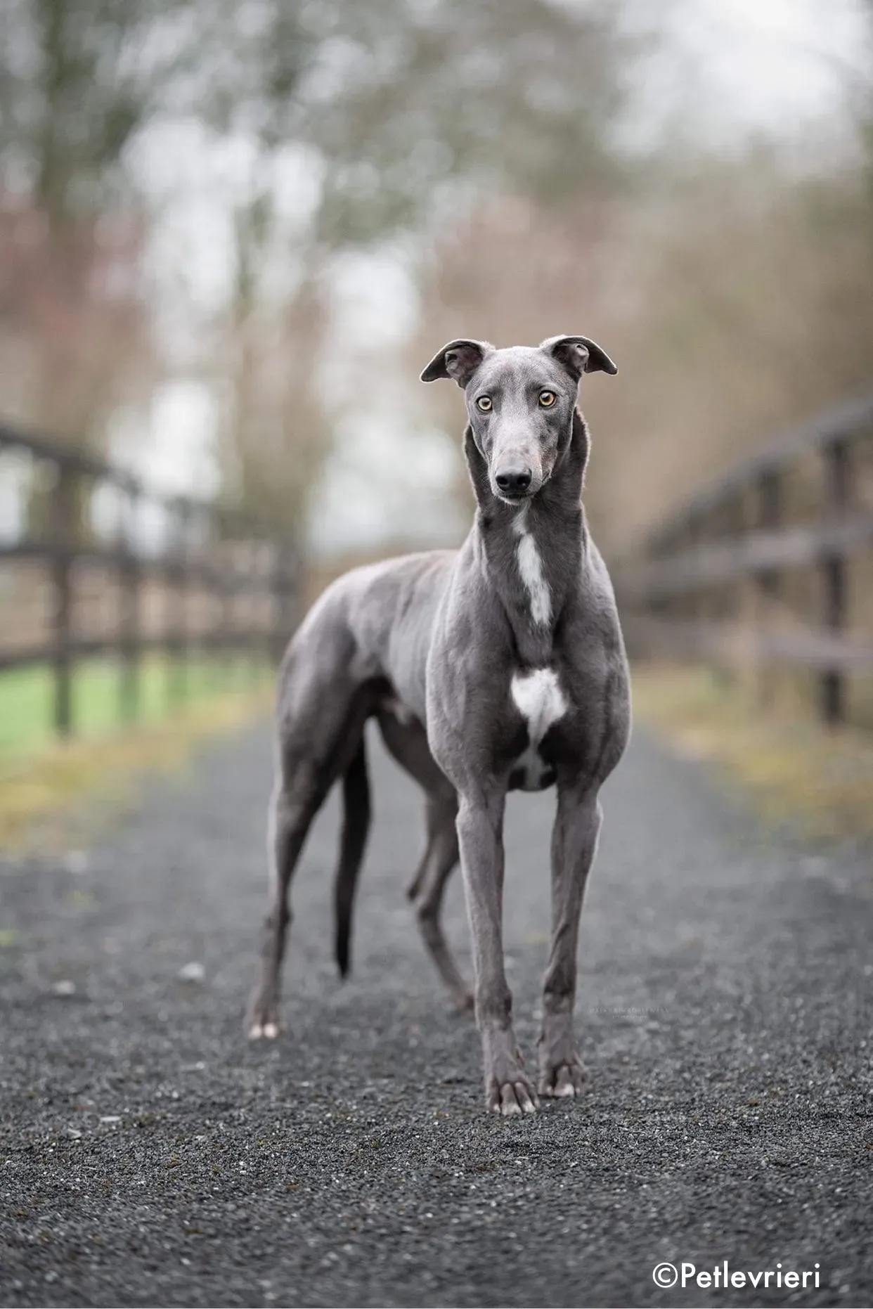 salah adozione levrieri greyhound 1 4